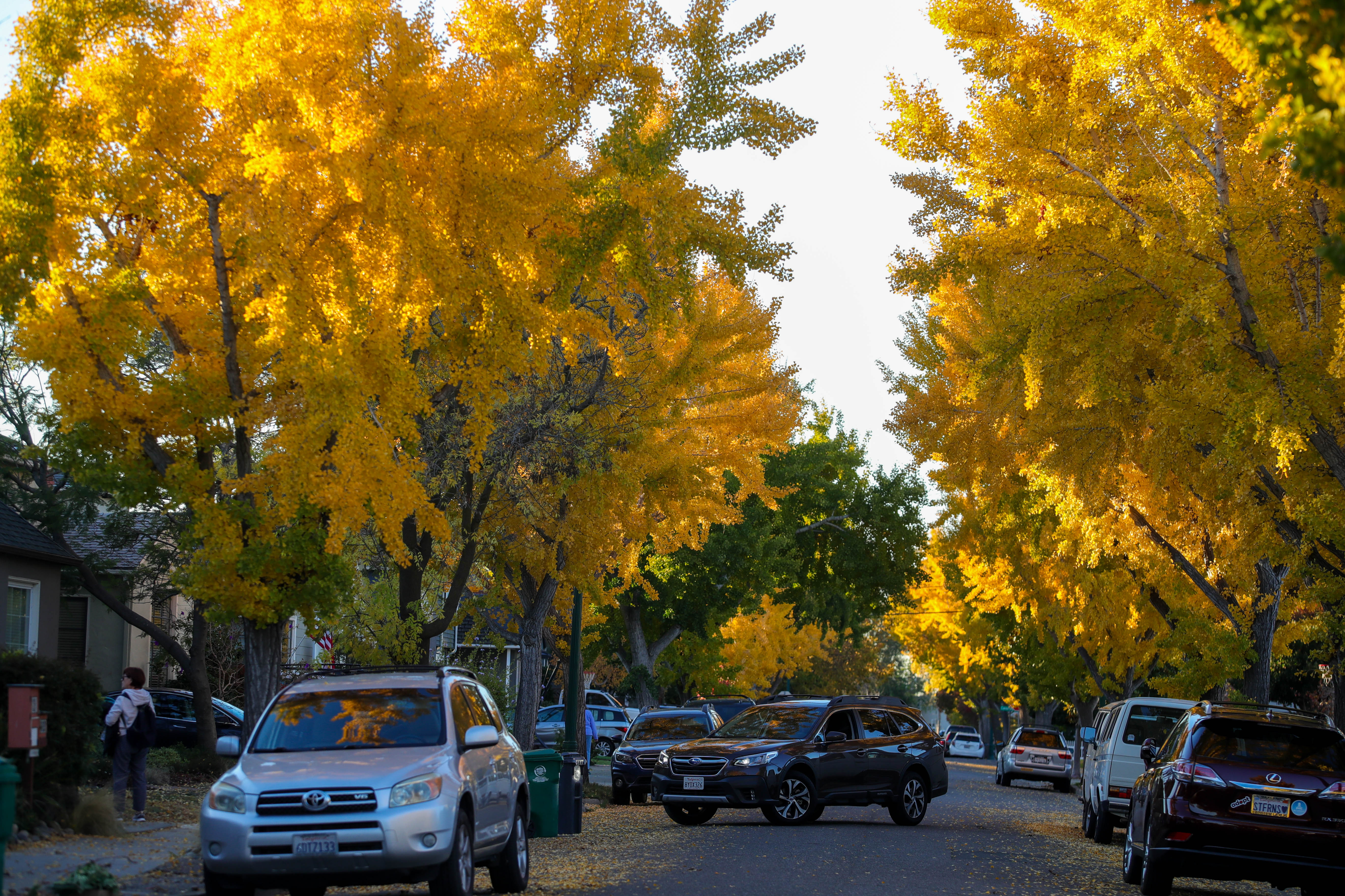 ALAMEDA, CALIFORNIA - NOVEMBER 15: A line of trees display their Fall golden foliage on Windsor Drive in Alameda, Calif., on Tuesday, Nov. 15, 2022. (Ray Chavez/Bay Area News Group)