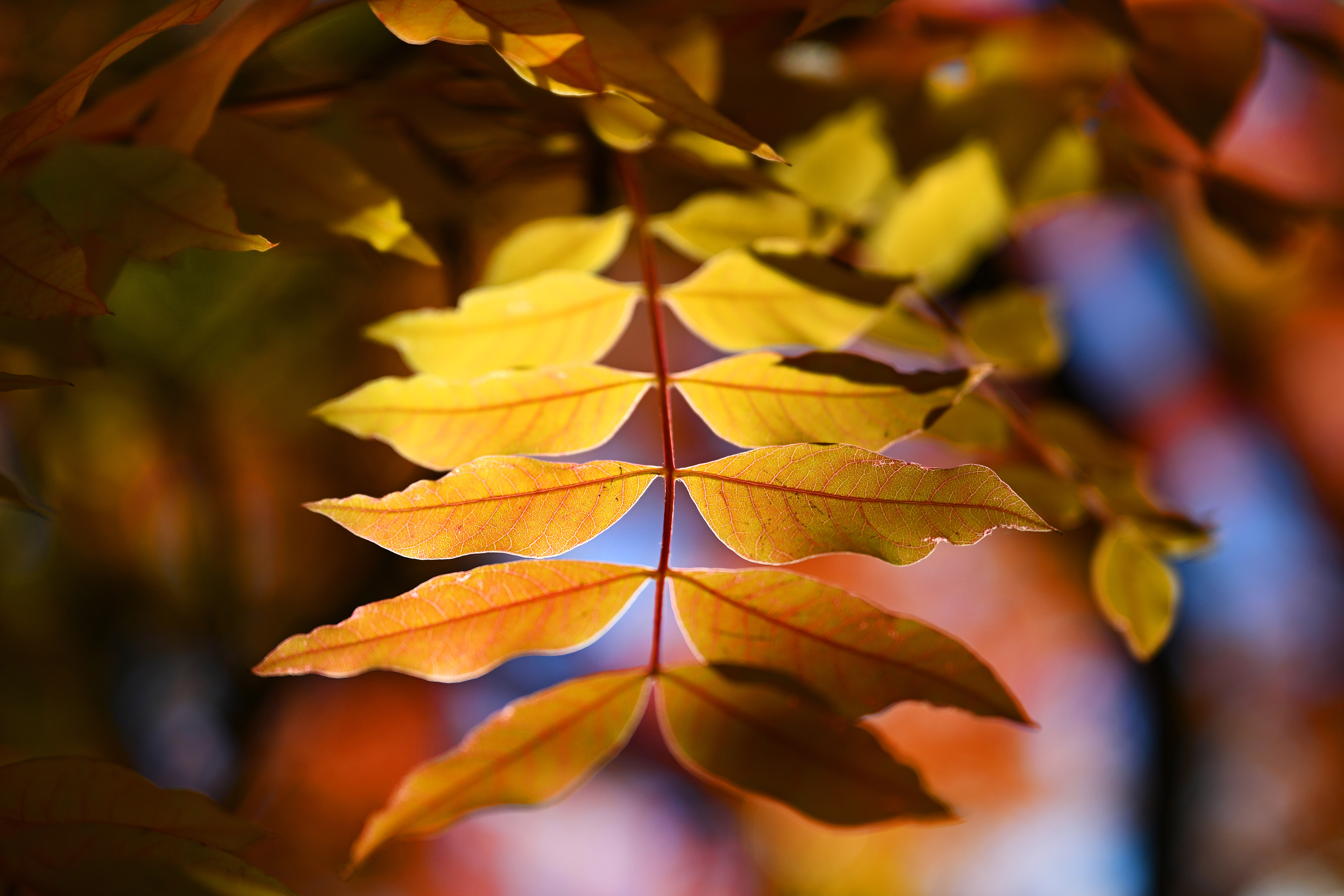 The morning sun peeks through the leaves of a tree as they begin to change color for the fall season in Walnut Creek, Calif., on Tuesday, Nov. 15, 2022. (Jose Carlos Fajardo/Bay Area News Group)