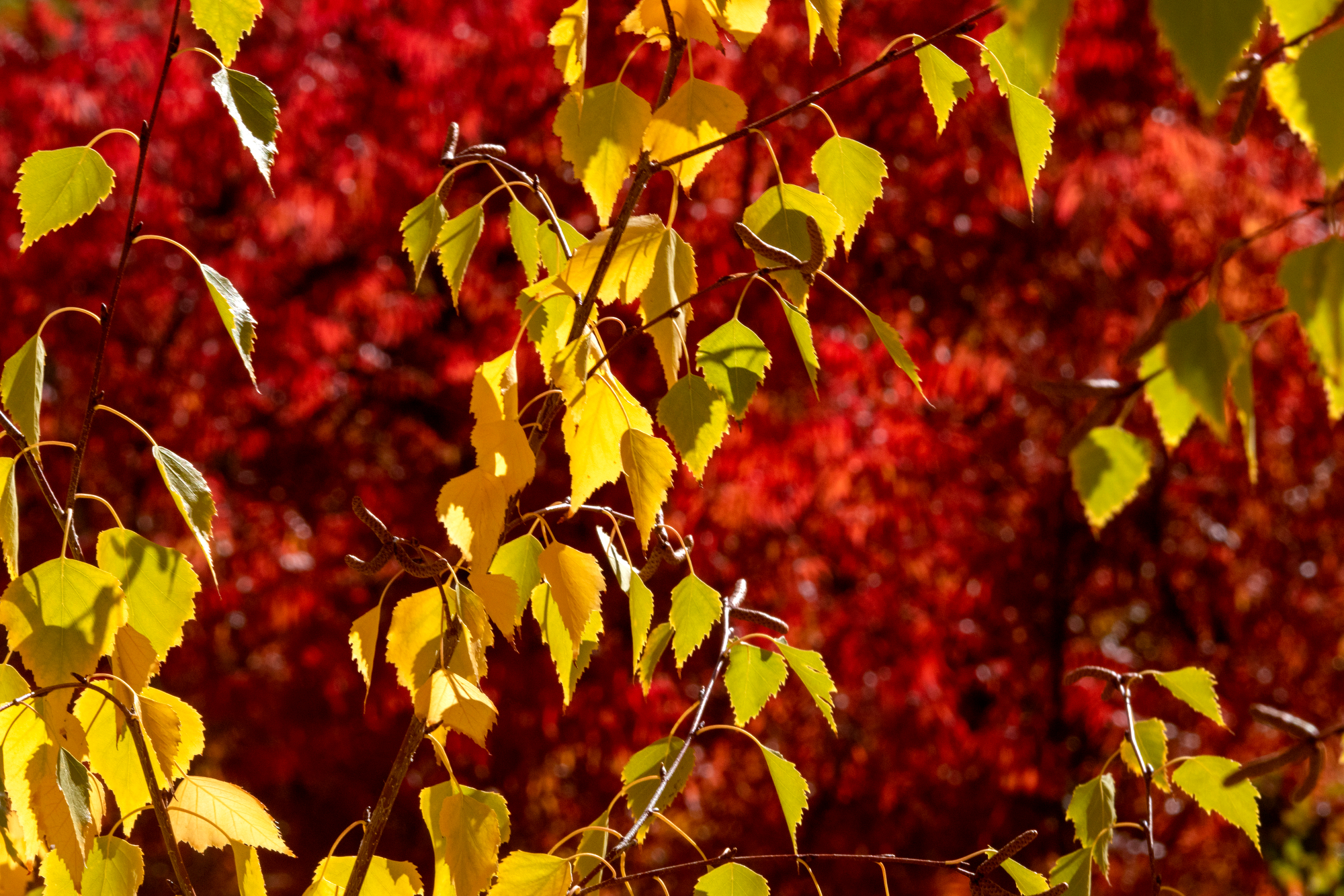 Leaves show their fall colors in Walnut Creek, Calif., on Tuesday, Nov. 15, 2022. (Anda Chu/Bay Area News Group)