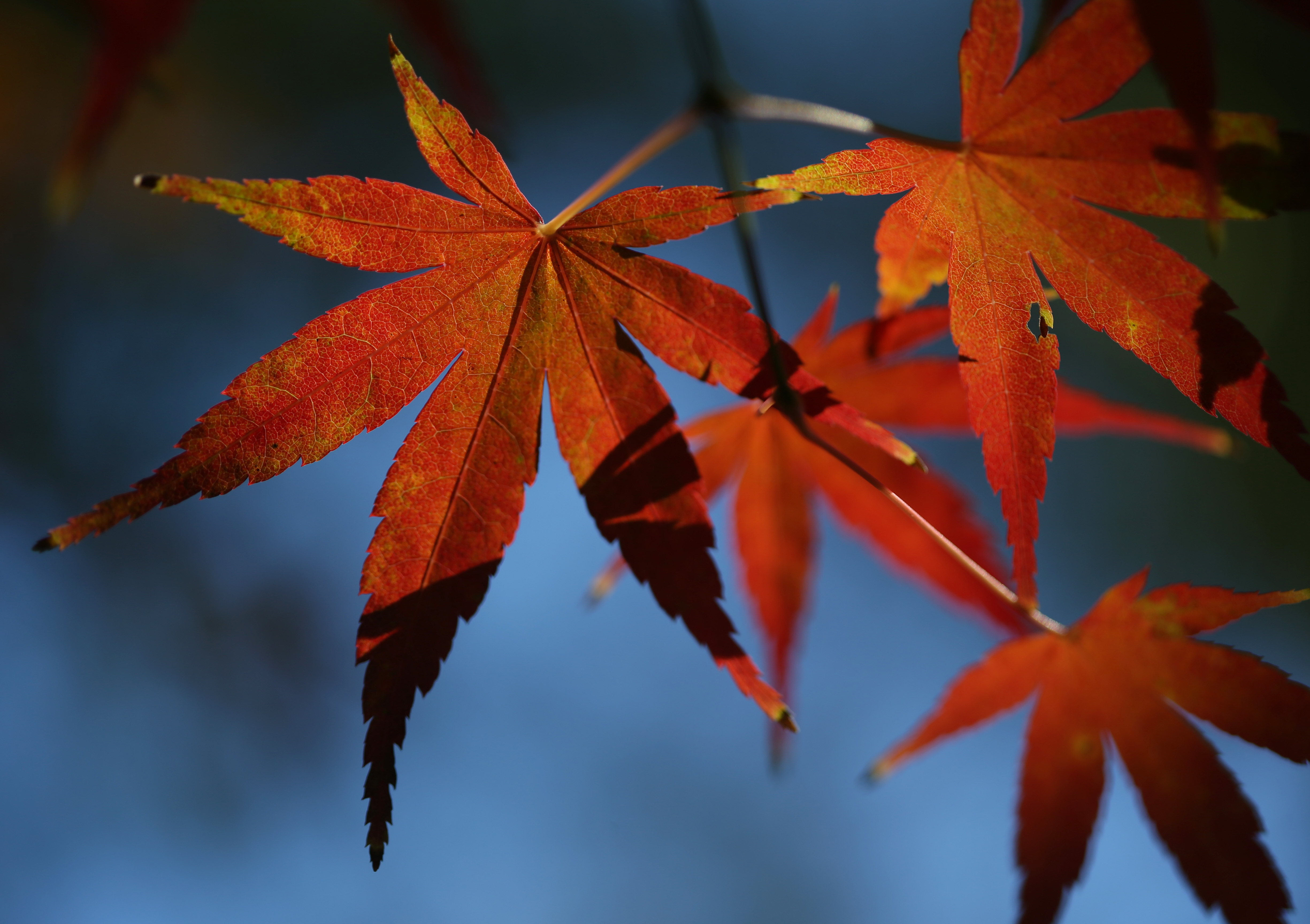 Fall colors are seen on a Japanese maple tree in Oakland, Calif., on Wednesday, Nov. 16, 2022. (Jane Tyska/Bay Area News Group)