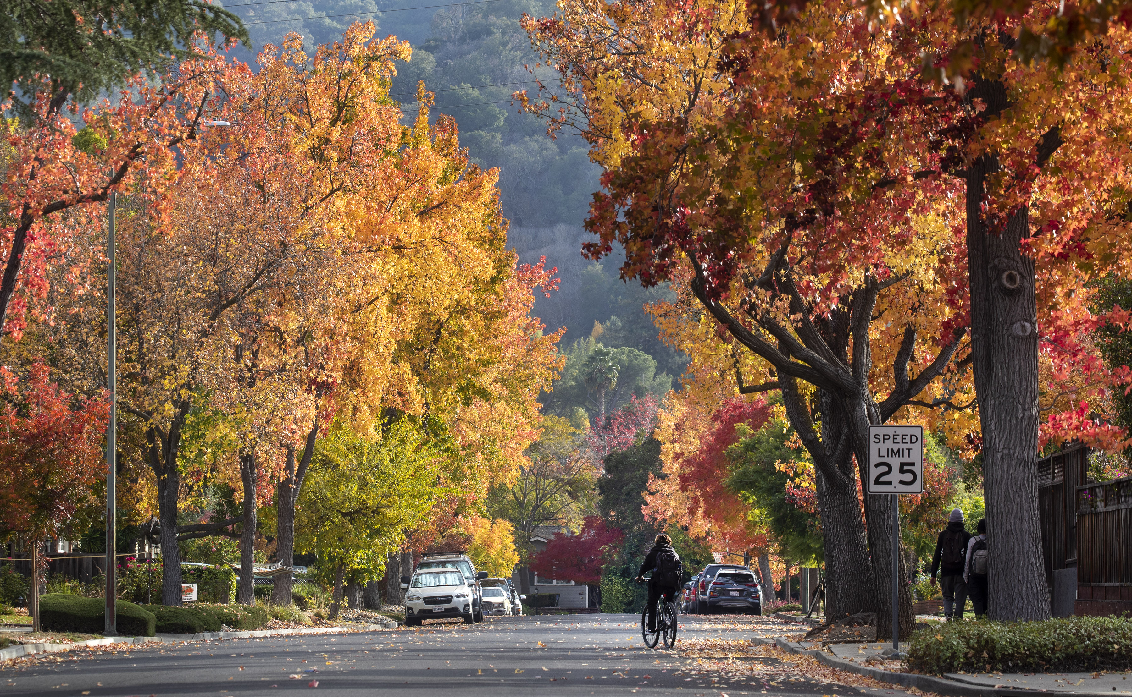 A cyclist glides down Howe Drive in Los Gatos, Calif., under an autumn riot of liquid amber trees, Thursday, Nov. 17, 2022.