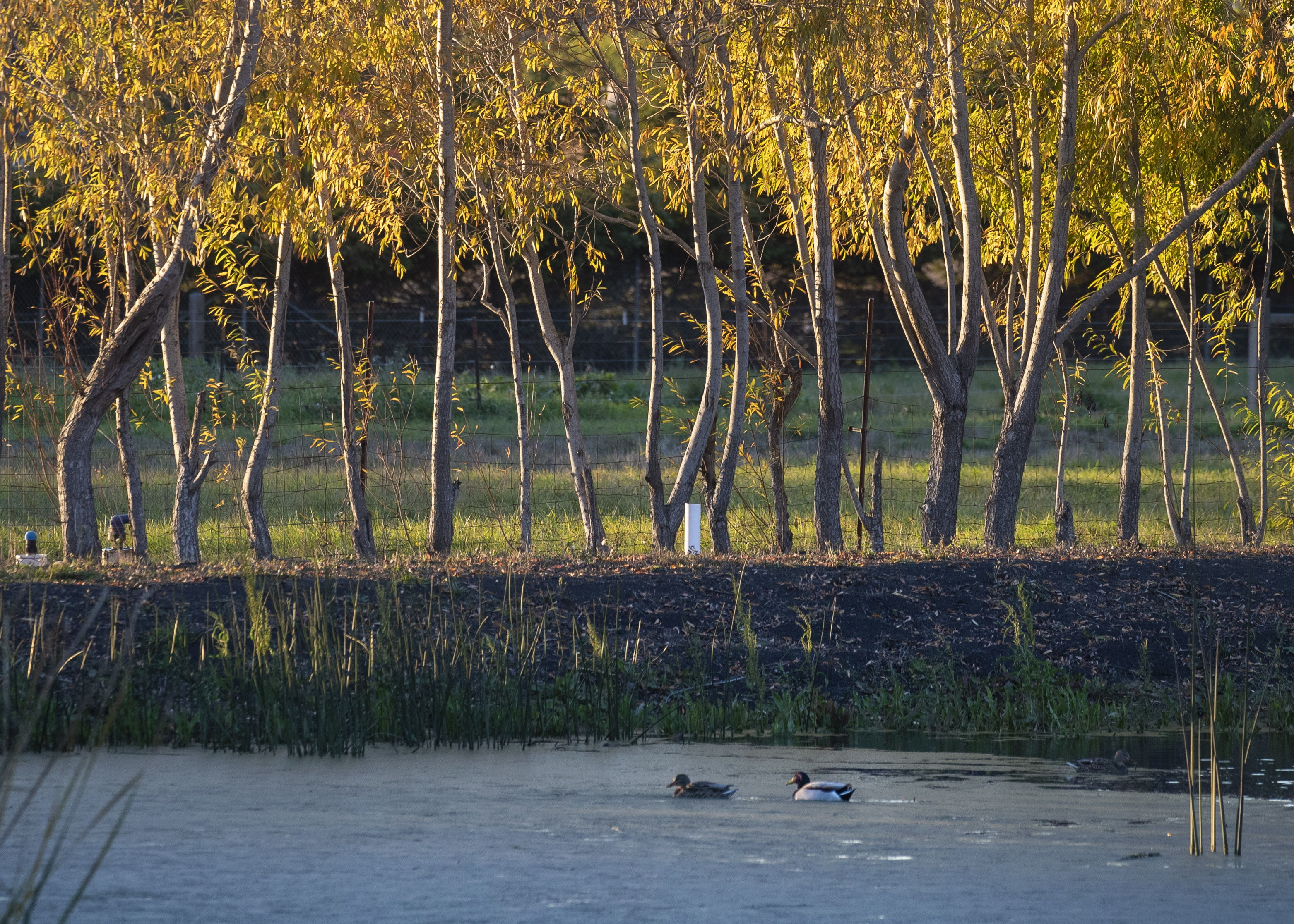 PESCADERO, CALIFORNIA - NOVEMBER 15: Water fowl paddle in an irrigation pond against a seasonal backdrop of leaves turning color in Pescadero, Calif., Tuesday, Nov. 15, 2022. (Karl Mondon/Bay Area News Group)