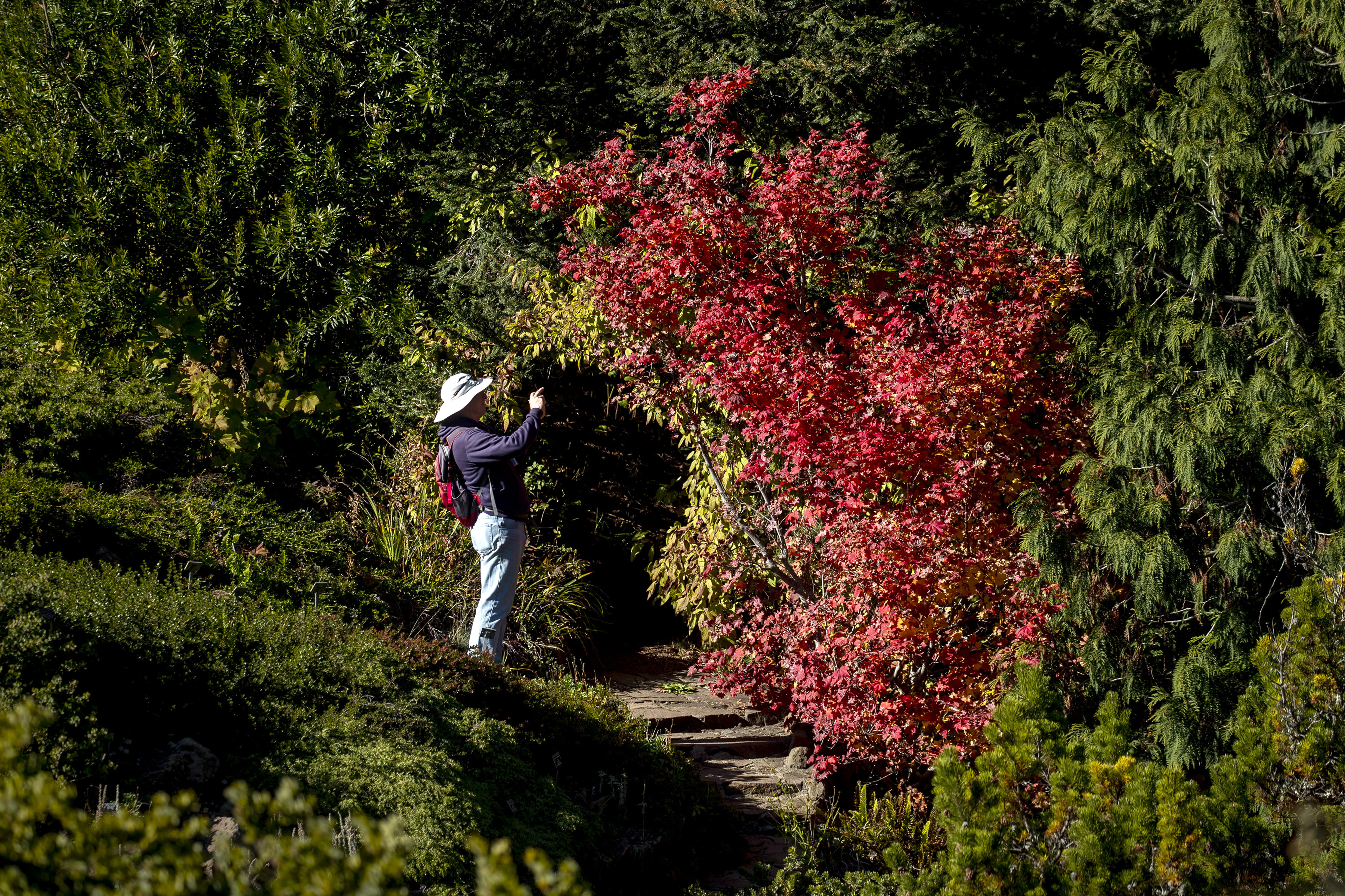 BERKELEY, CALIFORNIA - NOVEMBER 16: David Edelson, a docent at Tilden Regional Parks Botanic Garden, photographs a vine maple in all its seasonal glory, Wednesday, Nov. 16, 2022, in Berkeley, Calif. (Karl Mondon/Bay Area News Group)