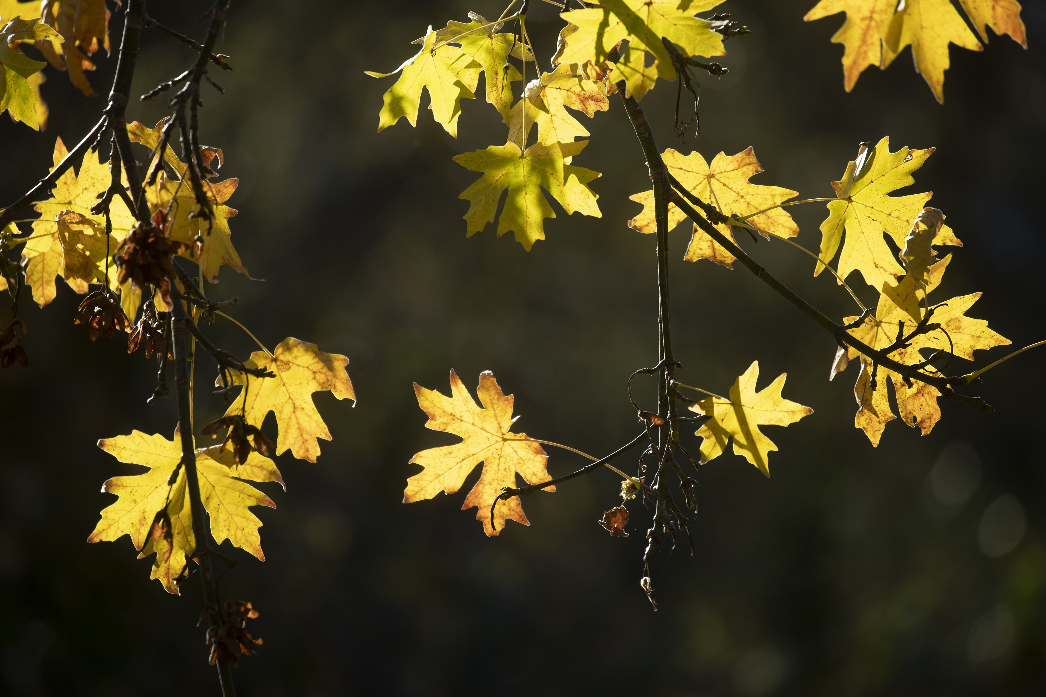 BERKELEY, CALIFORNIA - NOVEMBER 16: Backlit, fall-colored leaves glow at Tilden Regional Parks Botanic Garden, Wednesday, Nov. 16, 2022, in Berkeley, Calif. (Karl Mondon/Bay Area News Group)