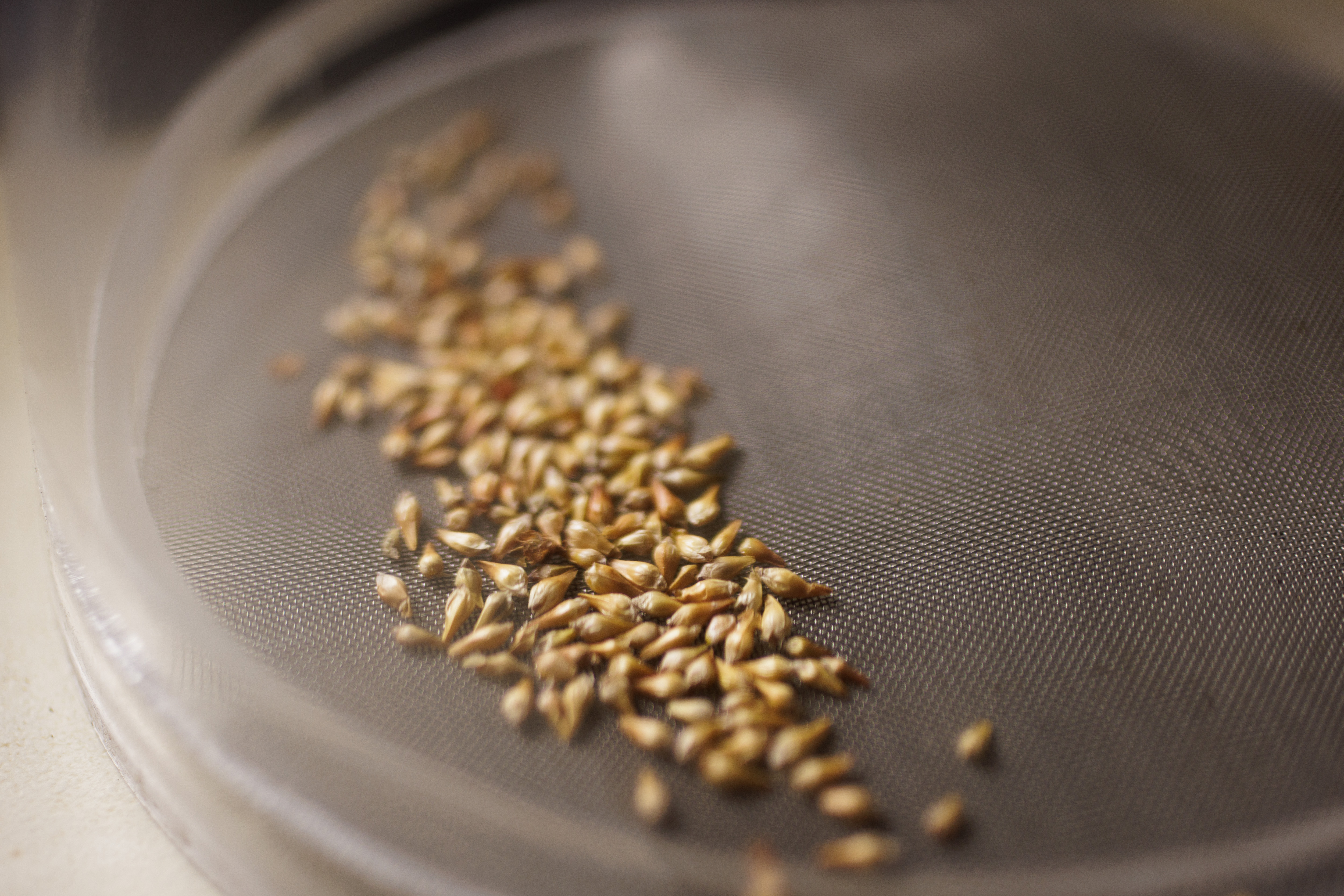 The seeds of a rare variety of Sulphur Buckwheat after being cleaned during a demonstration at the UC Santa Cruz Arboretum, on Nov. 7, 2022. The seeds are cleaned, counted, dried and frozen for long-term storage. (Dai Sugano/Bay Area News Group)