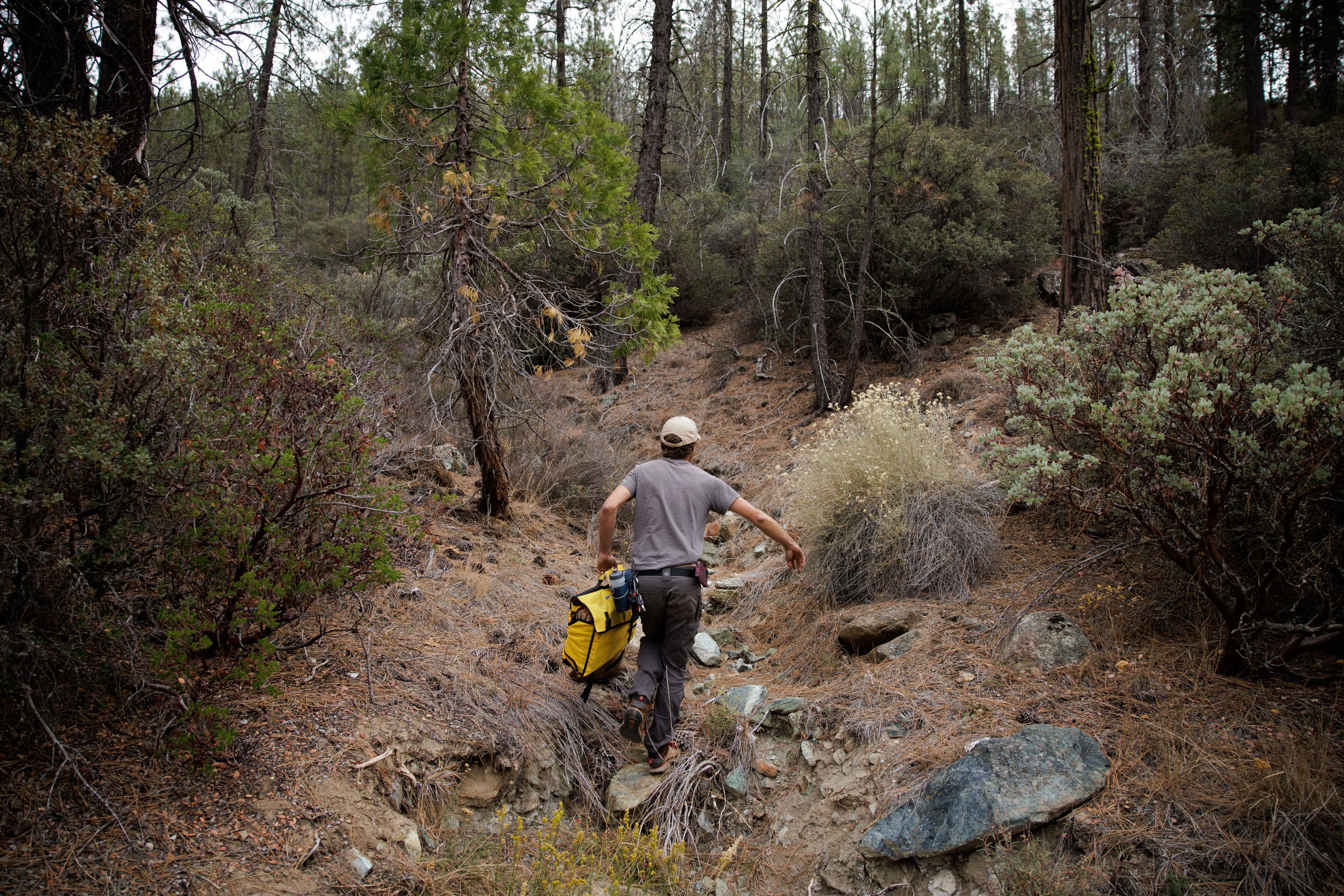 UC Santa Cruz Arboretum native plant specialist Alex Hubner looks for rare plants during his search for seeds of the state's vulnerable rare plants in Clear Creek Management Area in San Benito County on Nov. 1, 2022. (Dai Sugano/Bay Area News Group)