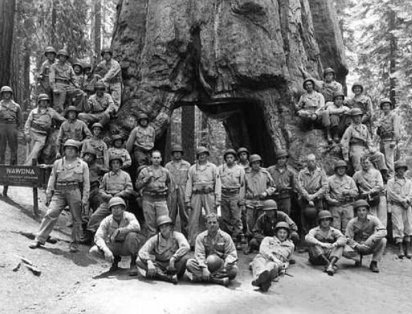 Soldiers from the 3rd Engineer Special Brigade gather at a carved-out tree in Yosemite National Park during World War II.