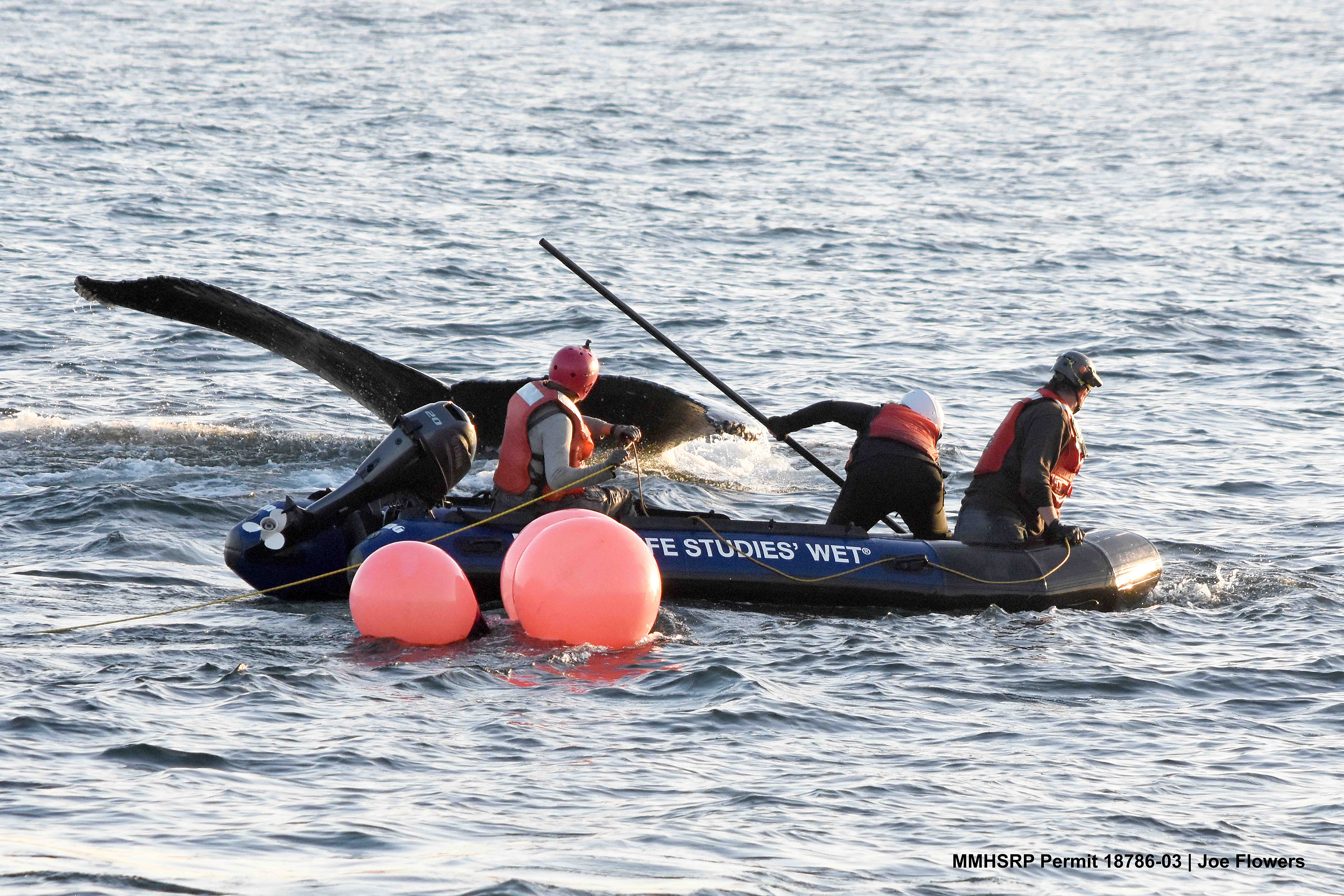 Members of a NOAA team that rapidly responds to whale entanglements disentangles Dungeness crab gear from a humpback whale after it was spotted off Pigeon Point in October 2018. 