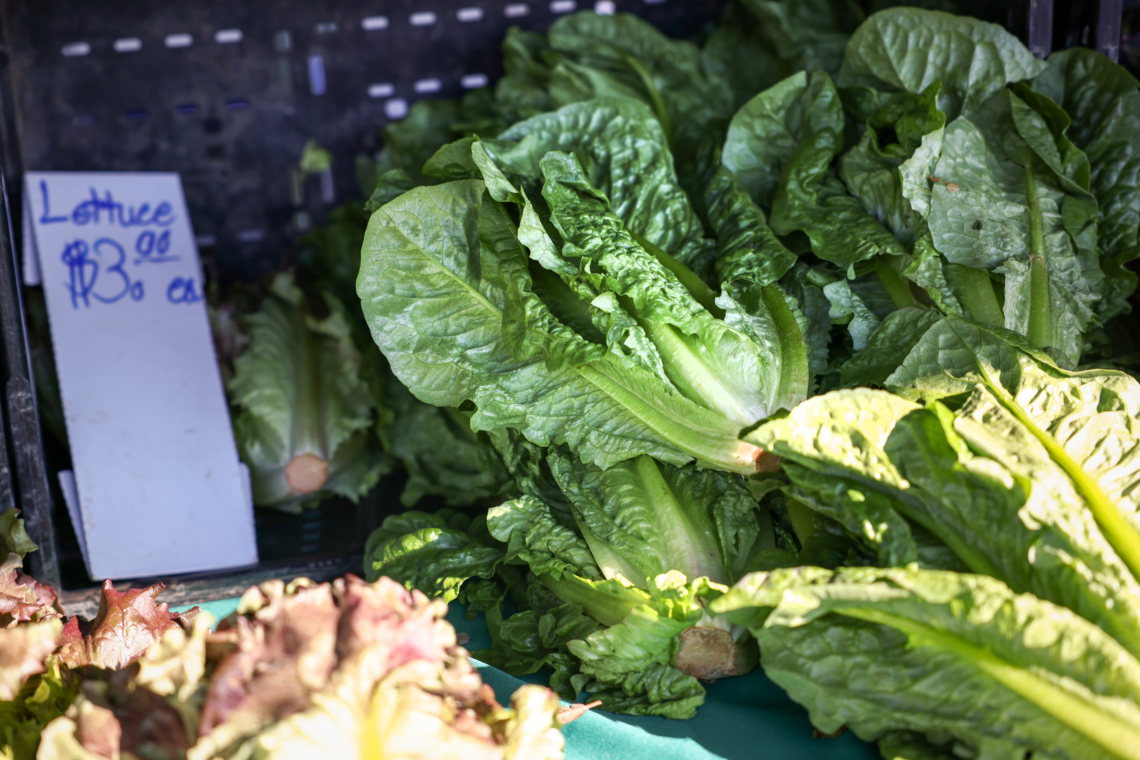 Lettuce is stacked on a table at the farmers market at Princeton Plaza Mall in San Jose, Calif., on Wednesday, Dec. 14, 2022.
