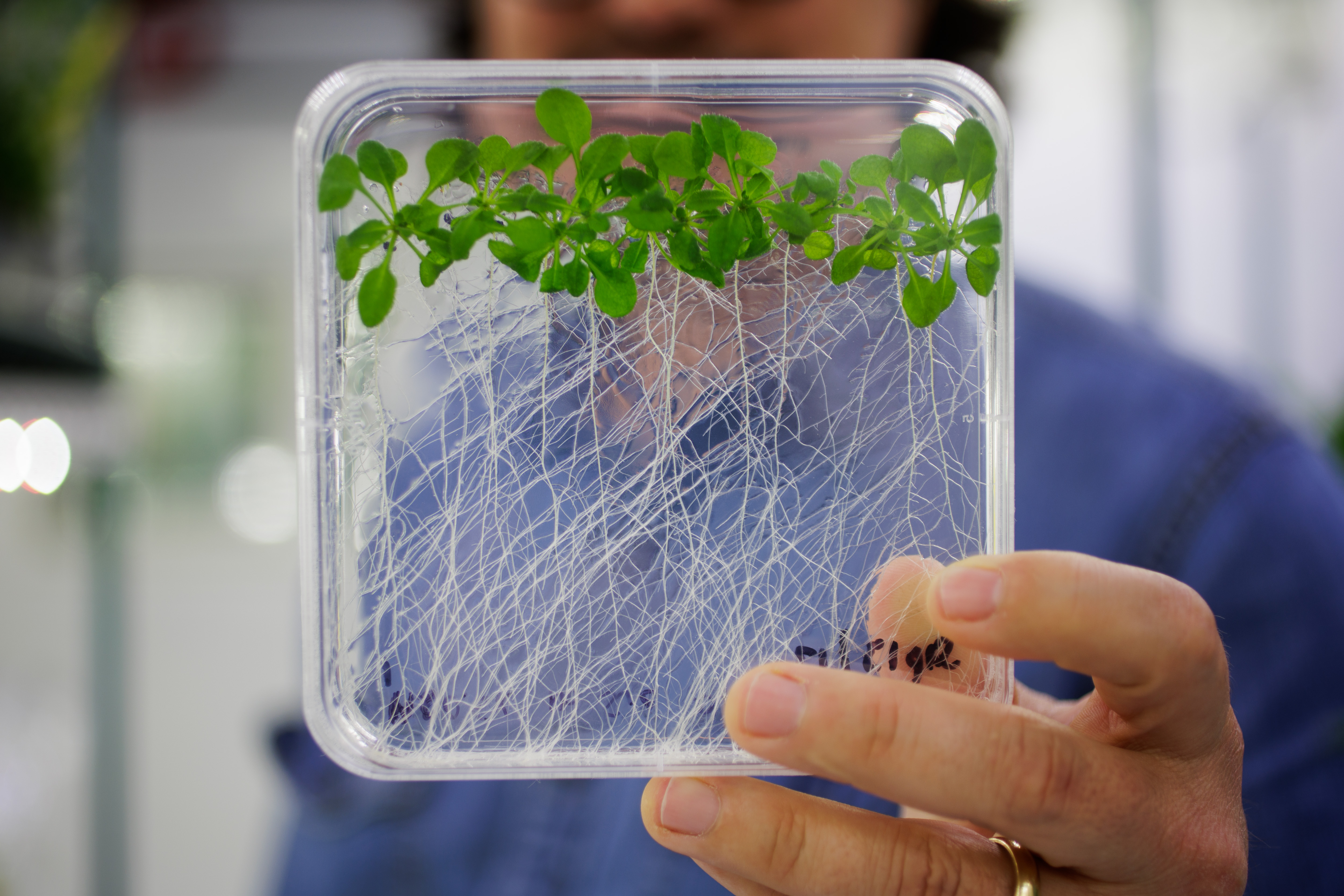 José Dinneny, a professor of Biology at Stanford University, shows a petri dish growing Arabidopsis thaliana roots which he been engineering with synthetic gene circuits. (Dai Sugano/Bay Area News Group)