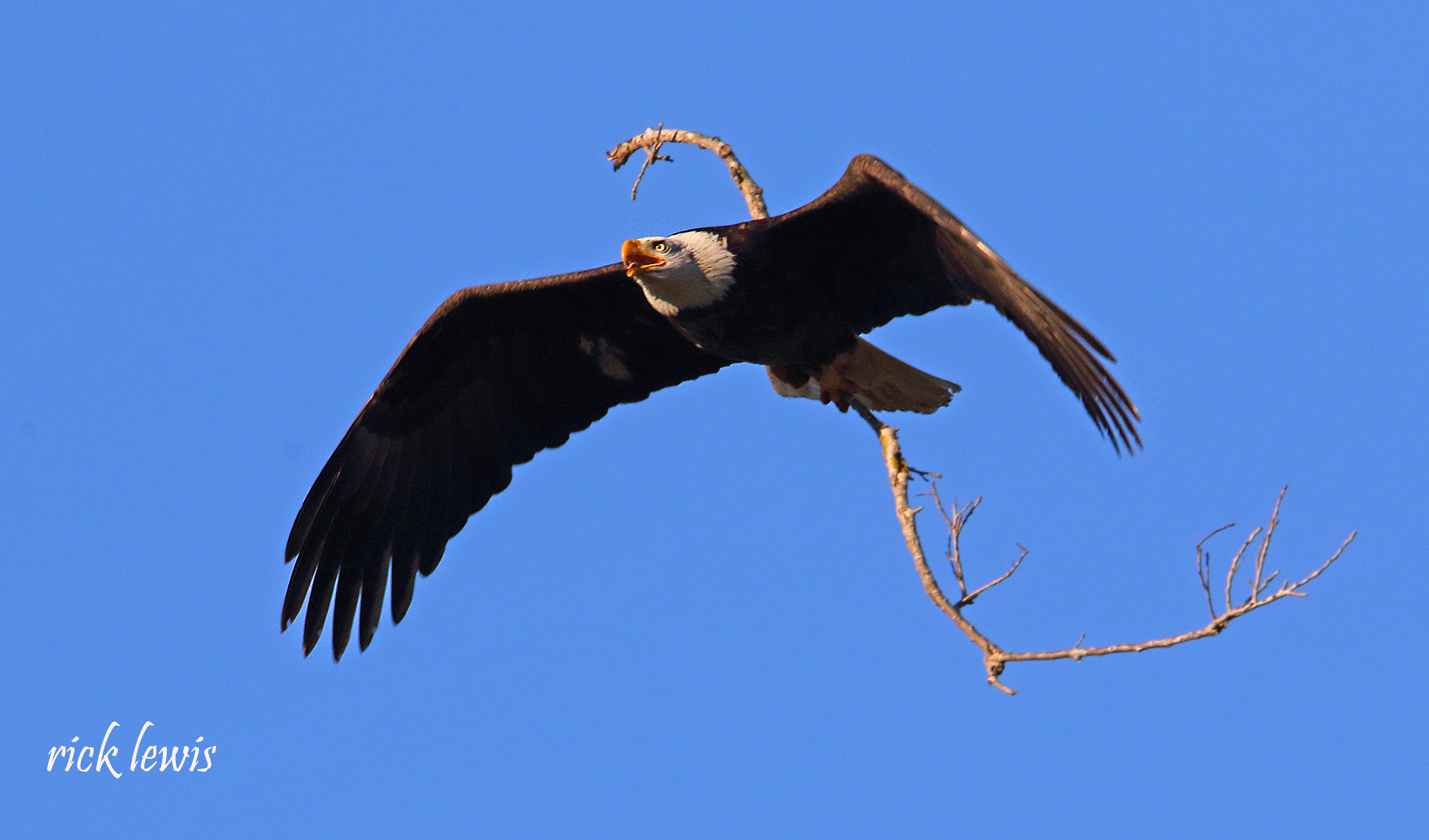 A bald eagle brings a branch to its nest in a eucalyptus tree on a golf course in Alameda, Calif., on January 23, 2023. (Photo courtesy of Rick Lewis)