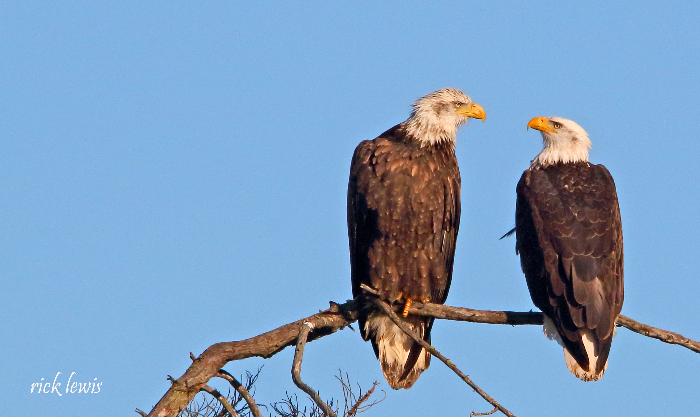 A pair of bald eagles perch on a branch in Alameda, Calif., on January 26, 2023. (Photo courtesy of Rick Lewis)