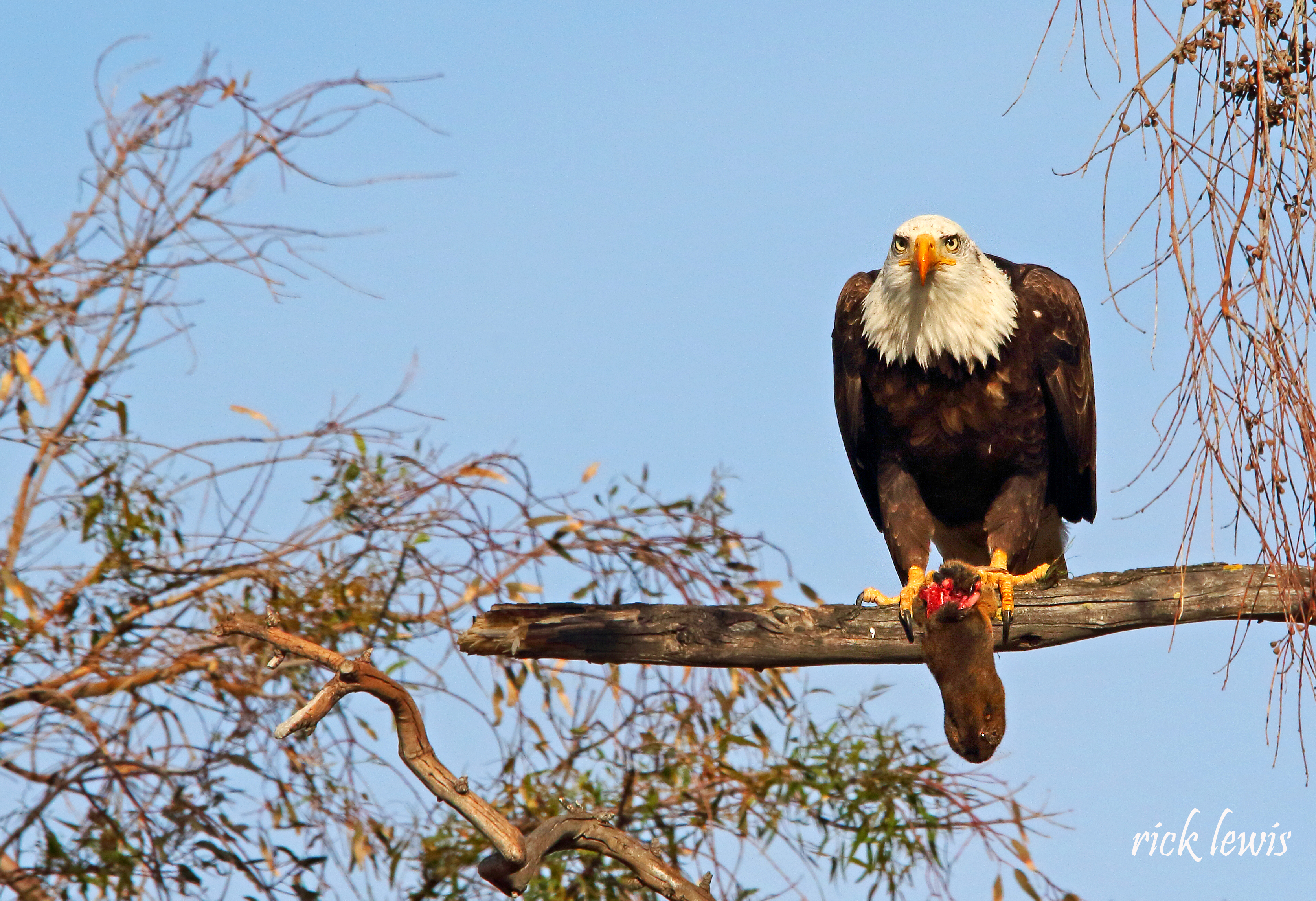 A bald eagle devours a gopher in Alameda, Calif., on January 27, 2023. (Photo courtesy of Rick Lewis)
