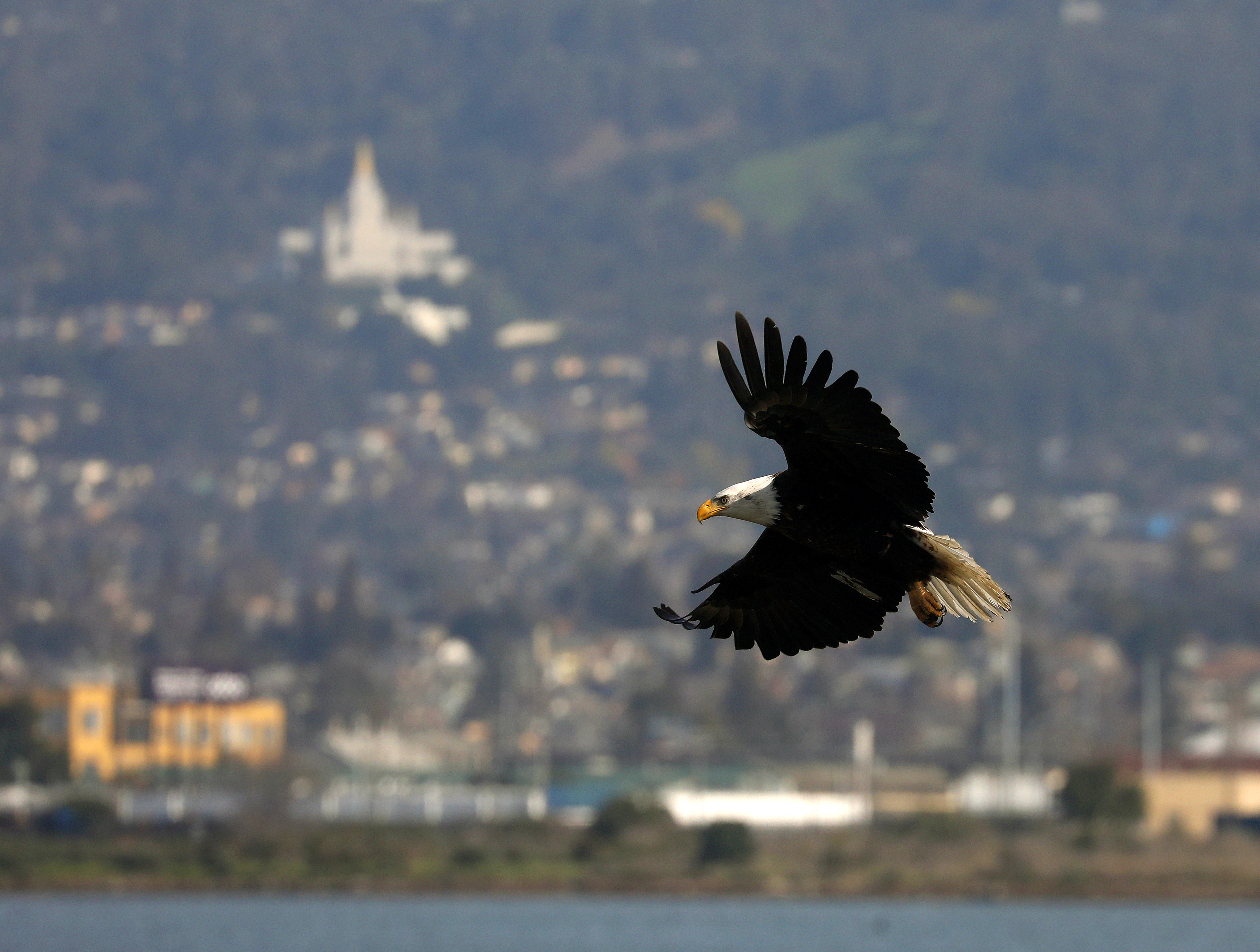 A bald eagle flies near the San Leandro channel in Alameda, Calif., on February 7, 2023. (Aric Crabb/Bay Area News Group)