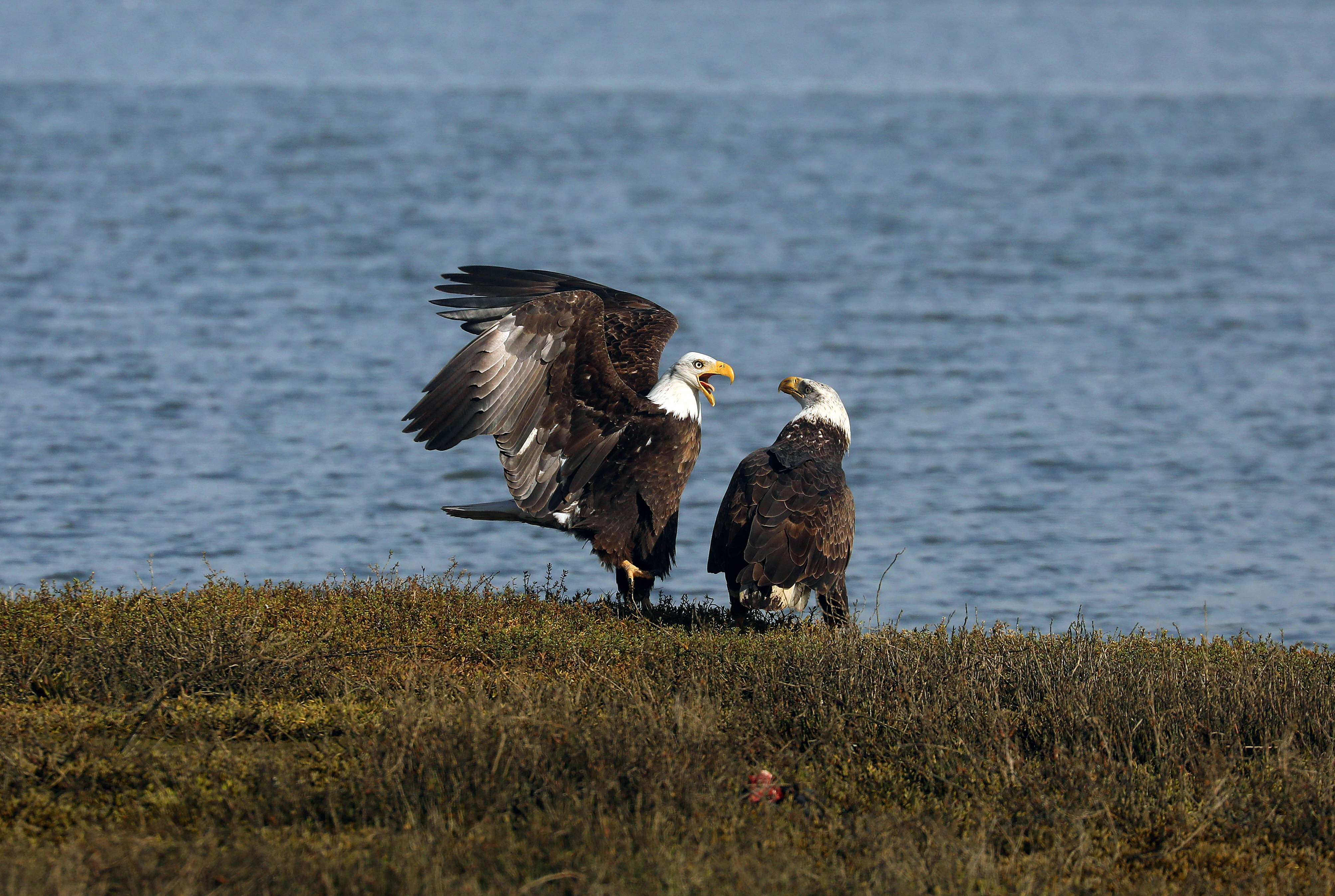 A bald eagle lands near its mate along the San Leandro channel in Alameda, Calif., on February 7, 2023. (Aric Crabb/Bay Area News Group)