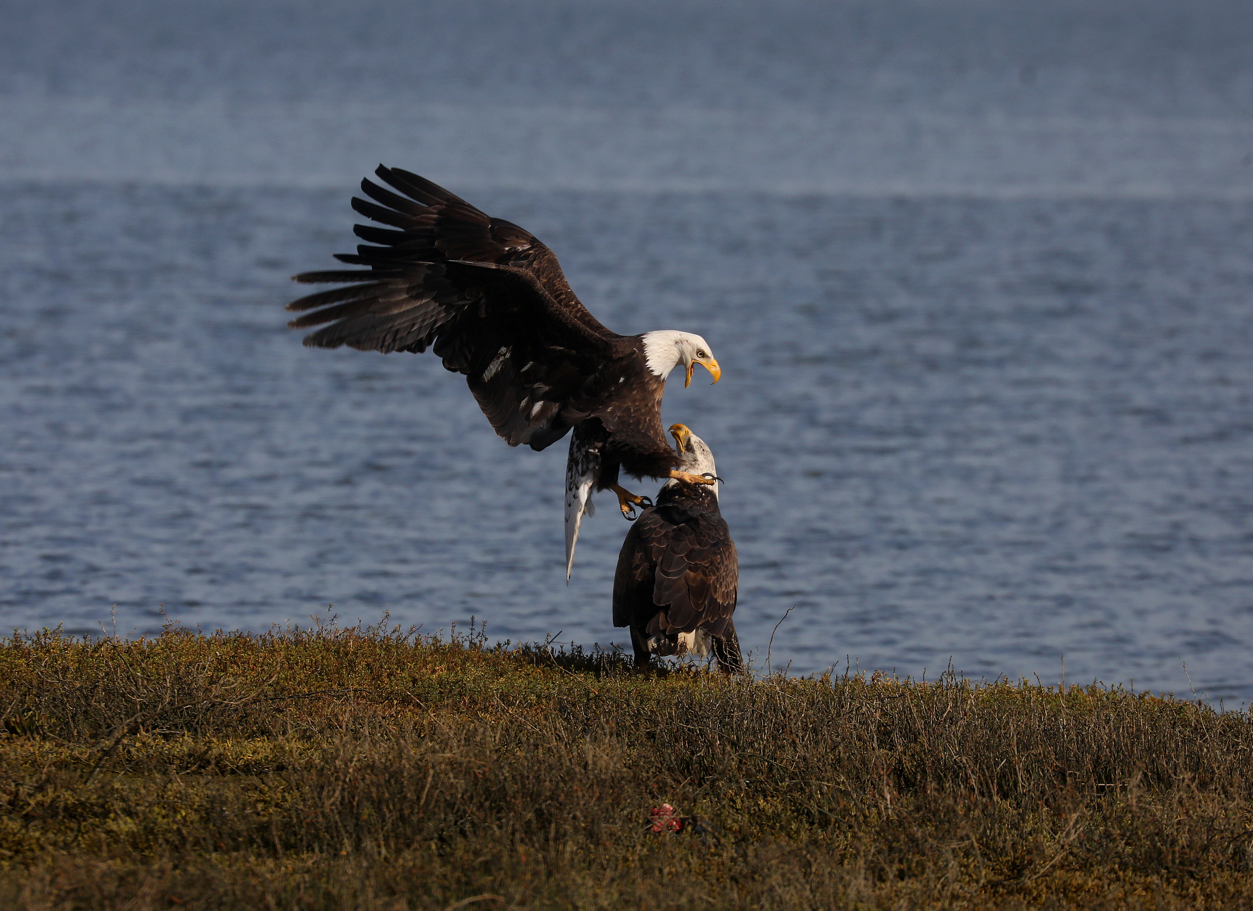 A male bald eagle appears to mount a female along the San Leandro channel in Alameda, Calif., on February 7, 2023. (Aric Crabb/Bay Area News Group)