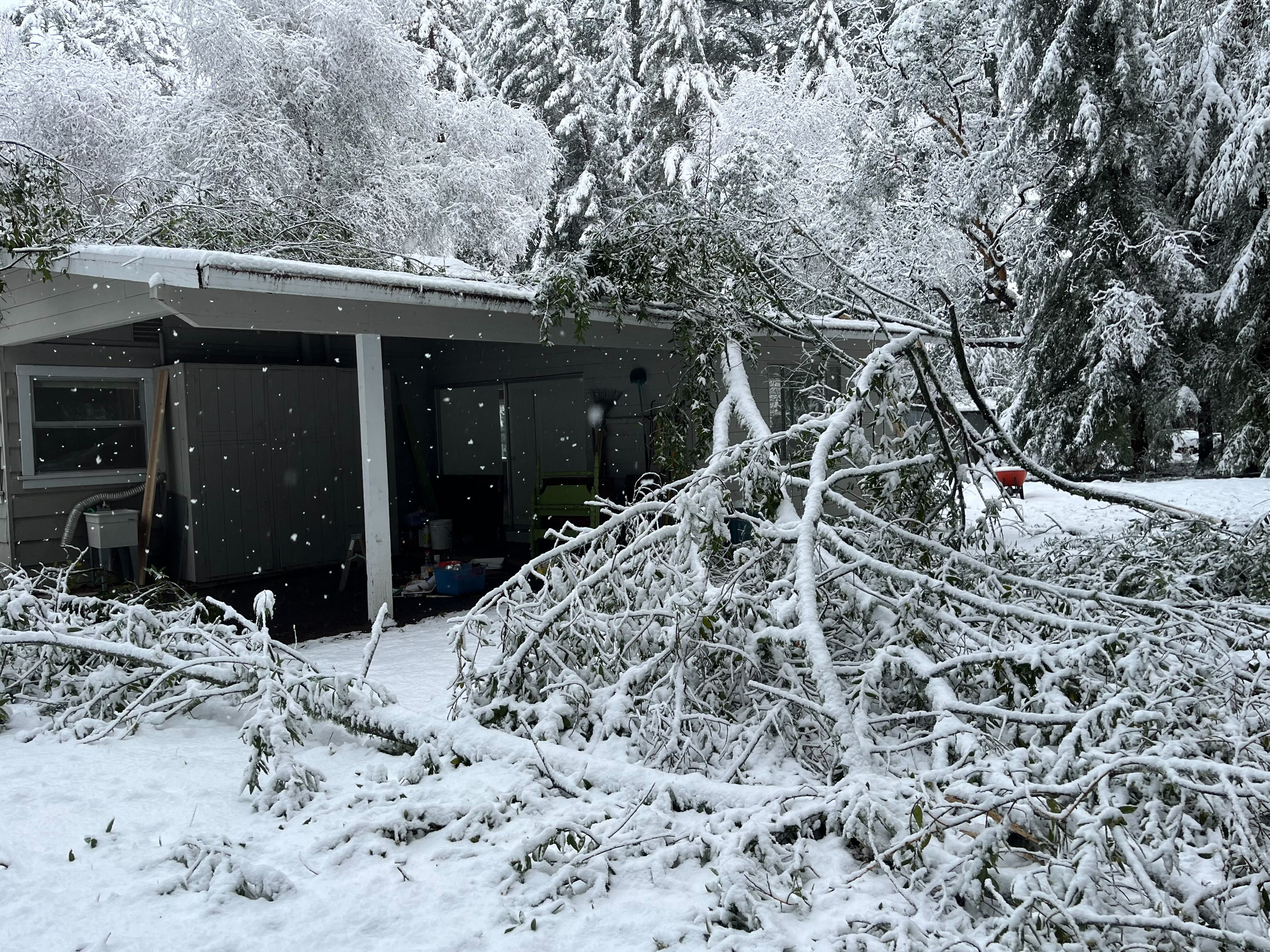 Heavy snow covers the Summit area in the Santa Cruz mountains as trees fall during the storm on Friday, Feb. 24, 2023. (Lisa Krieger/ Bay Area News Group)