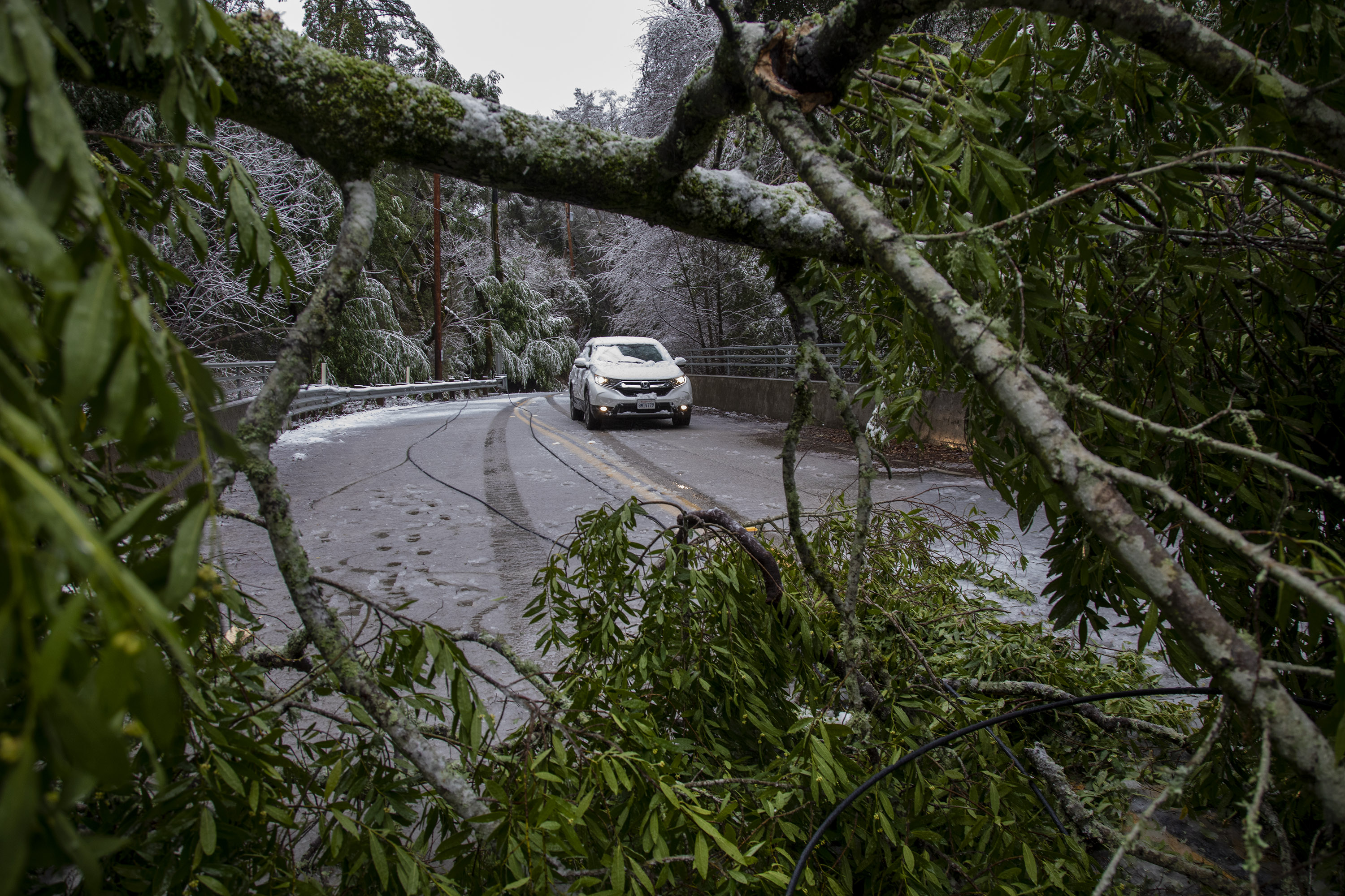 A fallen bay laurel tree blocks traffic on Stevens Canyon Road in Cupertino, Calif., Friday, Feb. 24, 2023. (Karl Mondon/Bay Area News Group)