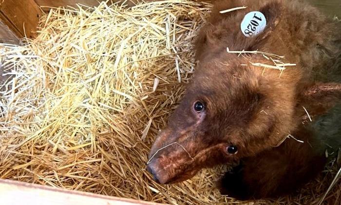 Seiad, the missing bear