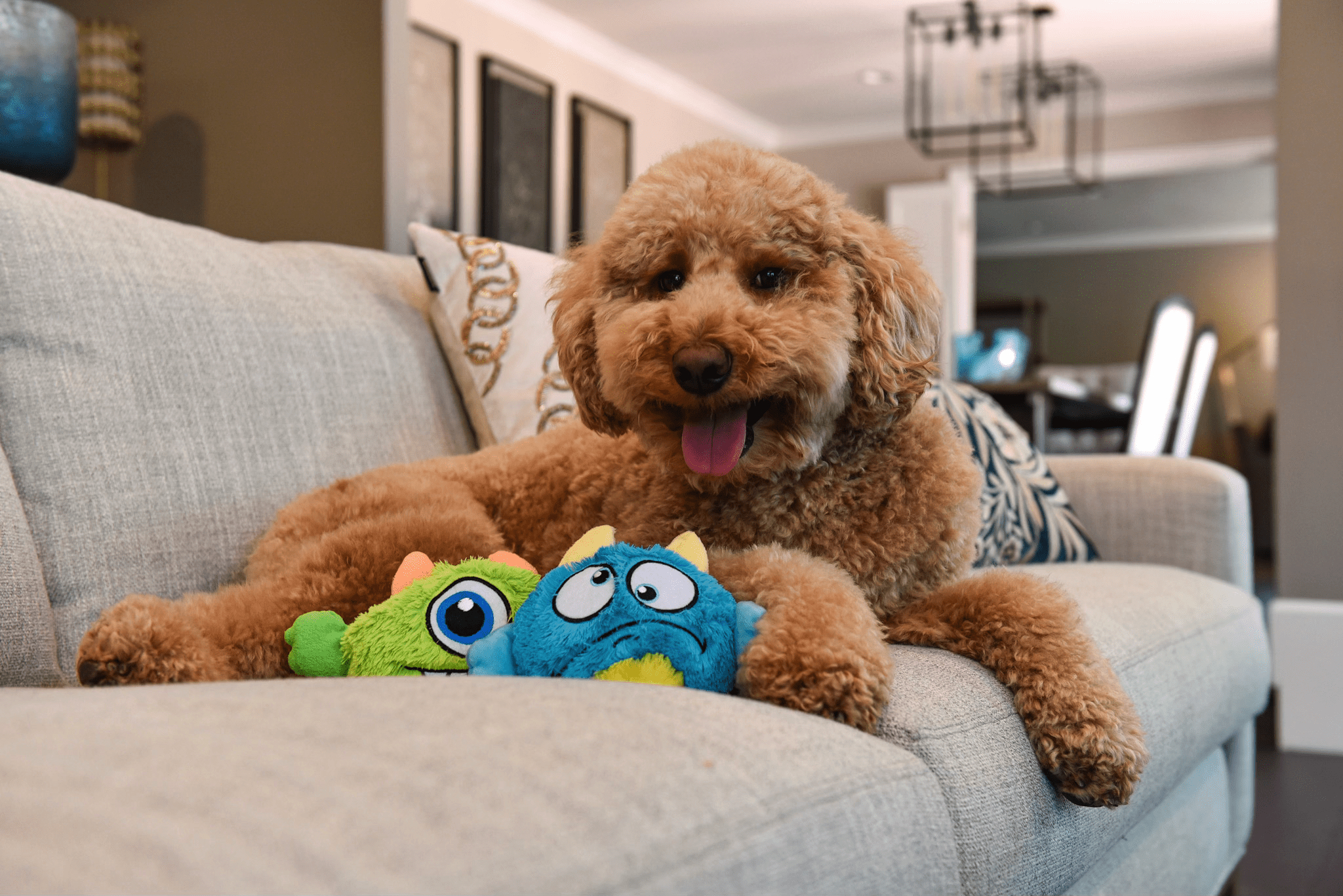 Cosmo the goldendoodle relaxes with a couple of 'Monster Mash' dog toys from TuffToy.