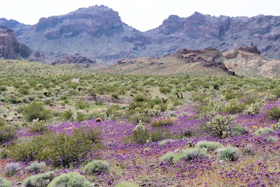 President Biden on Tuesday March 21, 2023, established a new national monument banning mining and new development on 506,000 acres of federal land around Spirit Mountain, in Southern Nevada along the California Desert.