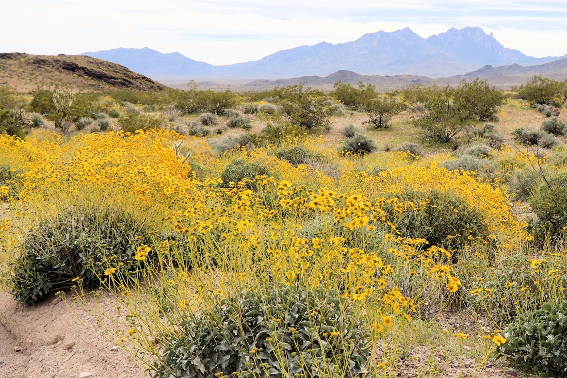 President Biden on Tuesday March 21, 2023 established a new national monument banning mining and new development on 506,000 acres of federal land around Spirit Mountain, in Southern Nevada along the California Desert.