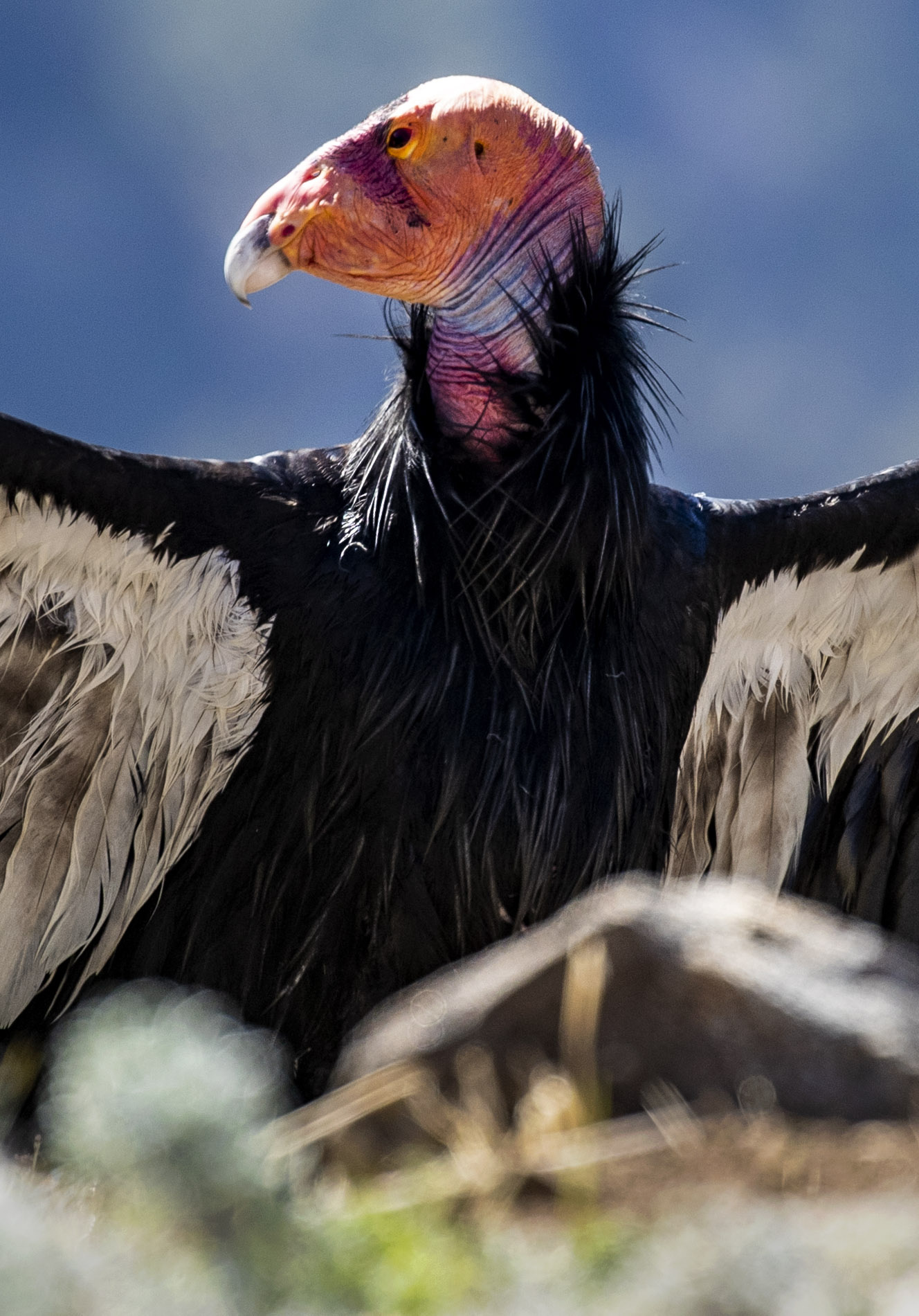 A California condor basks in the Big Sur sunshine, Friday, Nov. 18, 2022, at the Ventana Wildlife Society's condor sanctuary. 