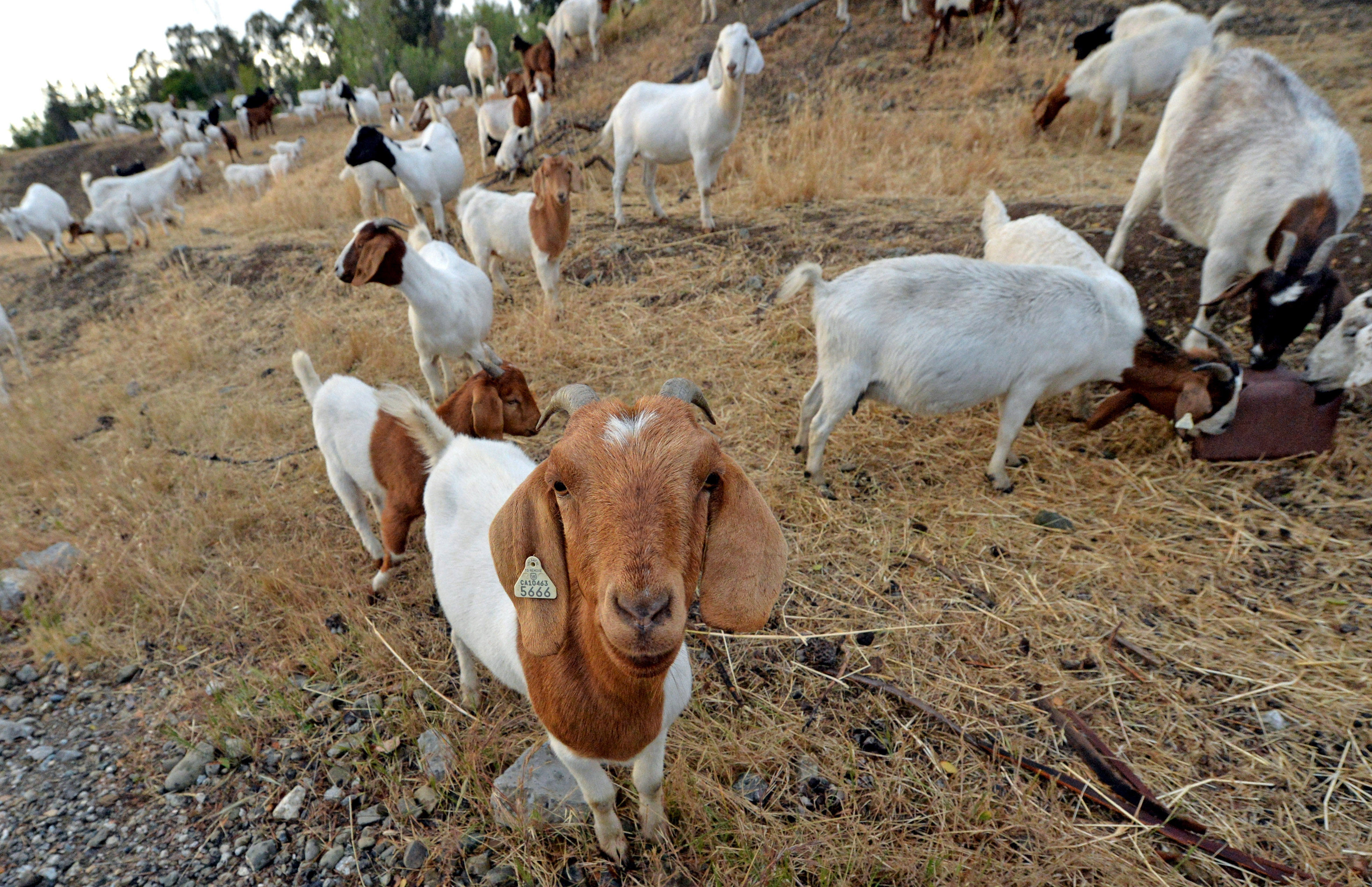 Goats at Robertson Park wait to be moved from one grazing area to another in Livermore, Calif., on Thursday, May 7, 2015.