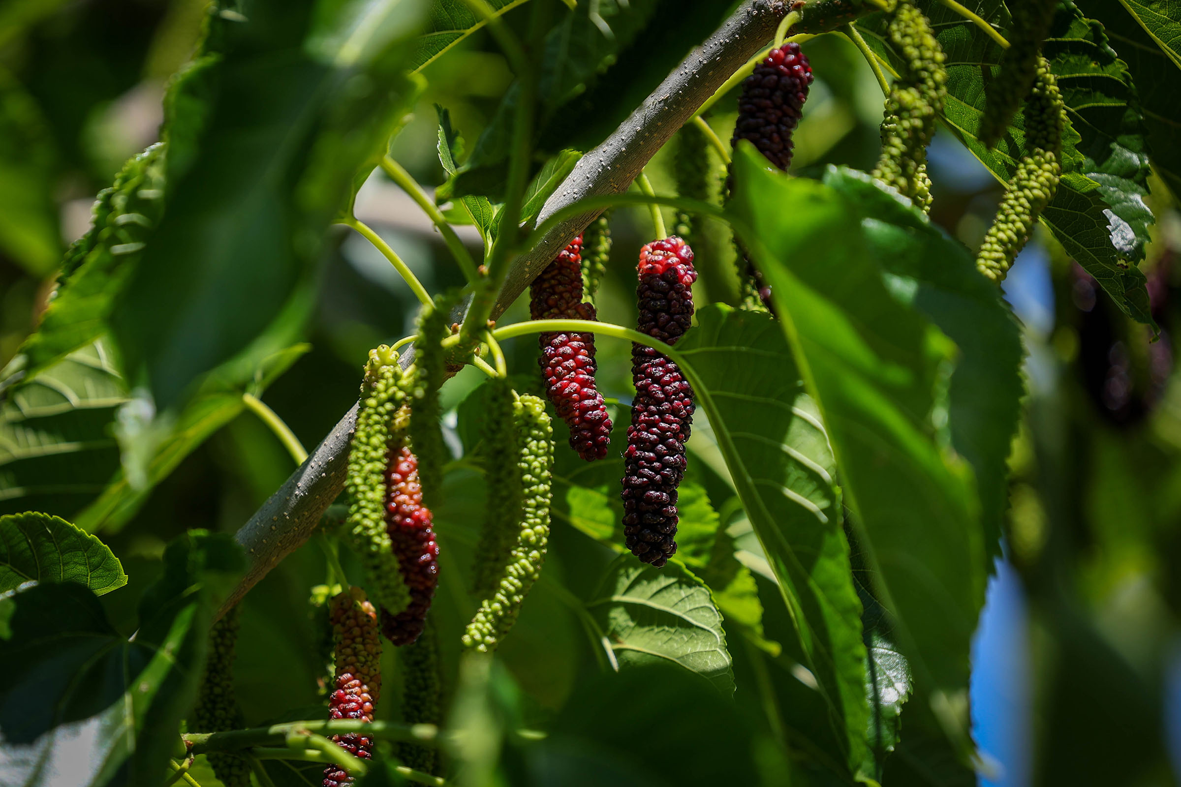 Mulberries hang from the branches during the harvest season at Habitera Farms in Brentwood, Calif., on Wednesday, May 17, 2023. (Ray Chavez/Bay Area News Group)