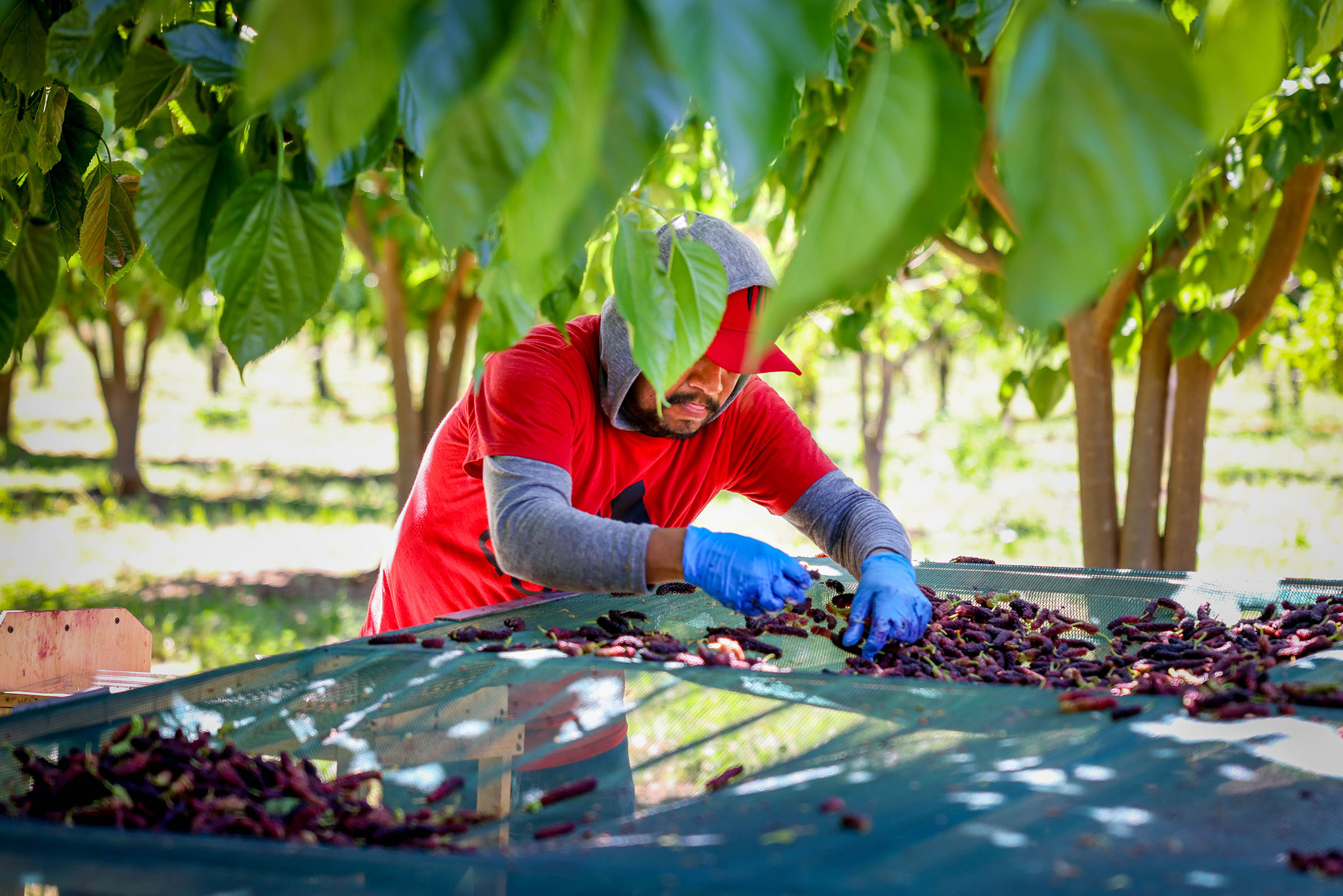 A farmworker picks mulberries that fell out into nets attached to carts designated to shake trees as part of the harvest season at Habitera Farms in Brentwood, Calif., on Wednesday, May 17, 2023. (Ray Chavez/Bay Area News Group)