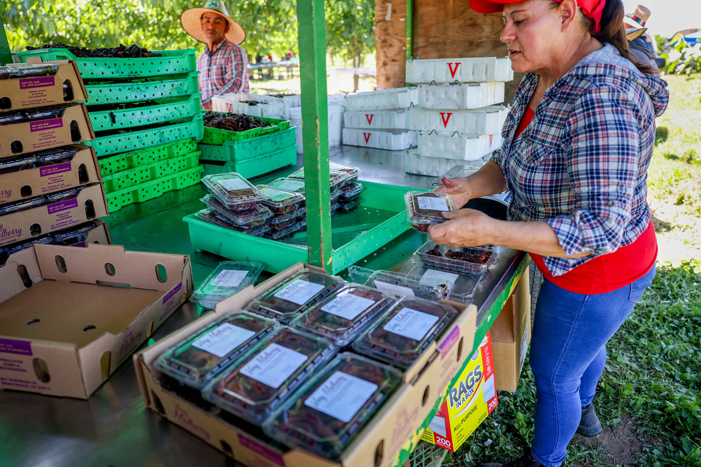 Nena Landeros checks the weight and quality of mulberries during the harvest season at Habitera Farms in Brentwood, Calif., on Wednesday, May 17, 2023. (Ray Chavez/Bay Area News Group)