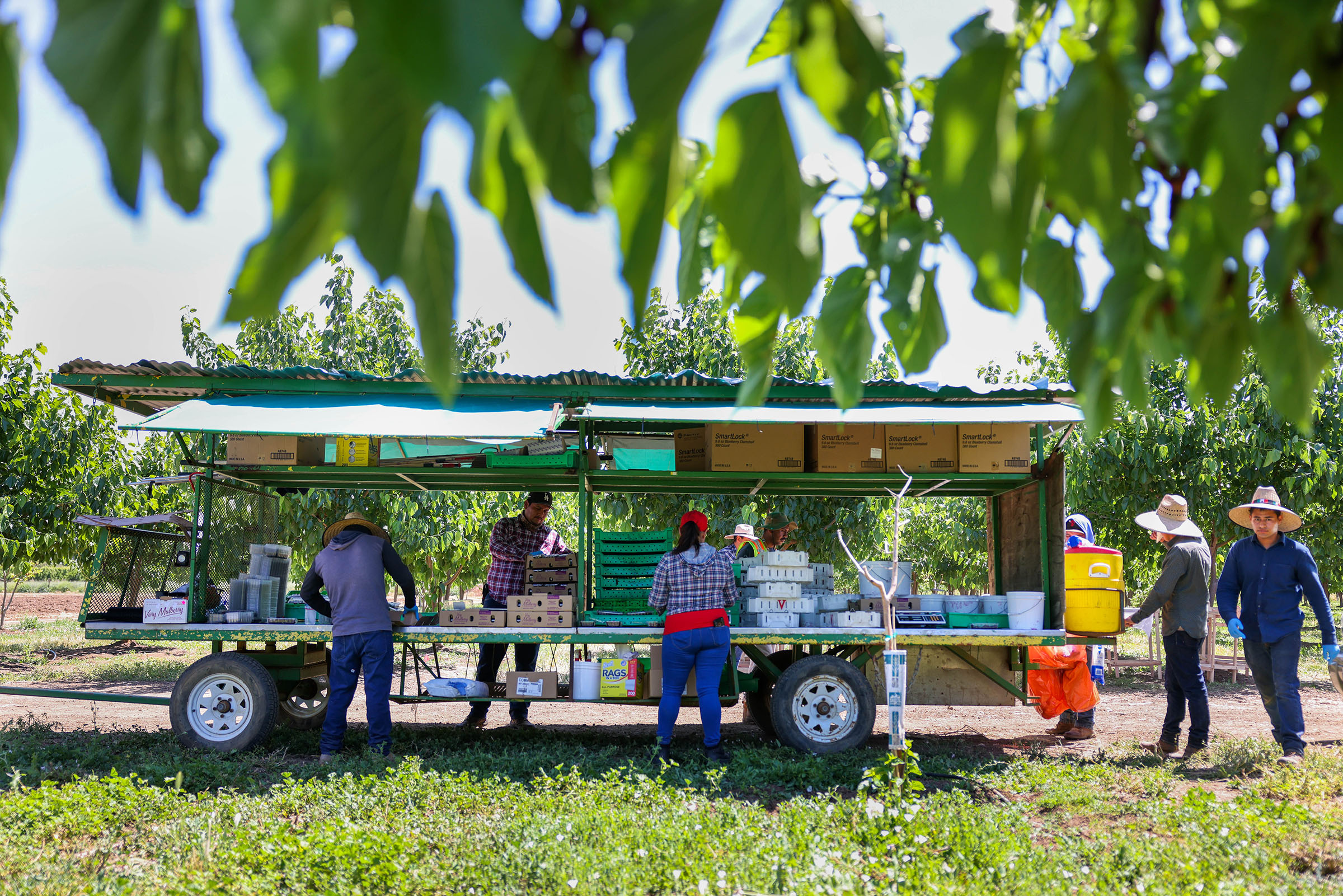 Farmworkers packed mulberries during the harvest season at Habitera Farms in Brentwood, Calif., on Wednesday, May 17, 2023. (Ray Chavez/Bay Area News Group)