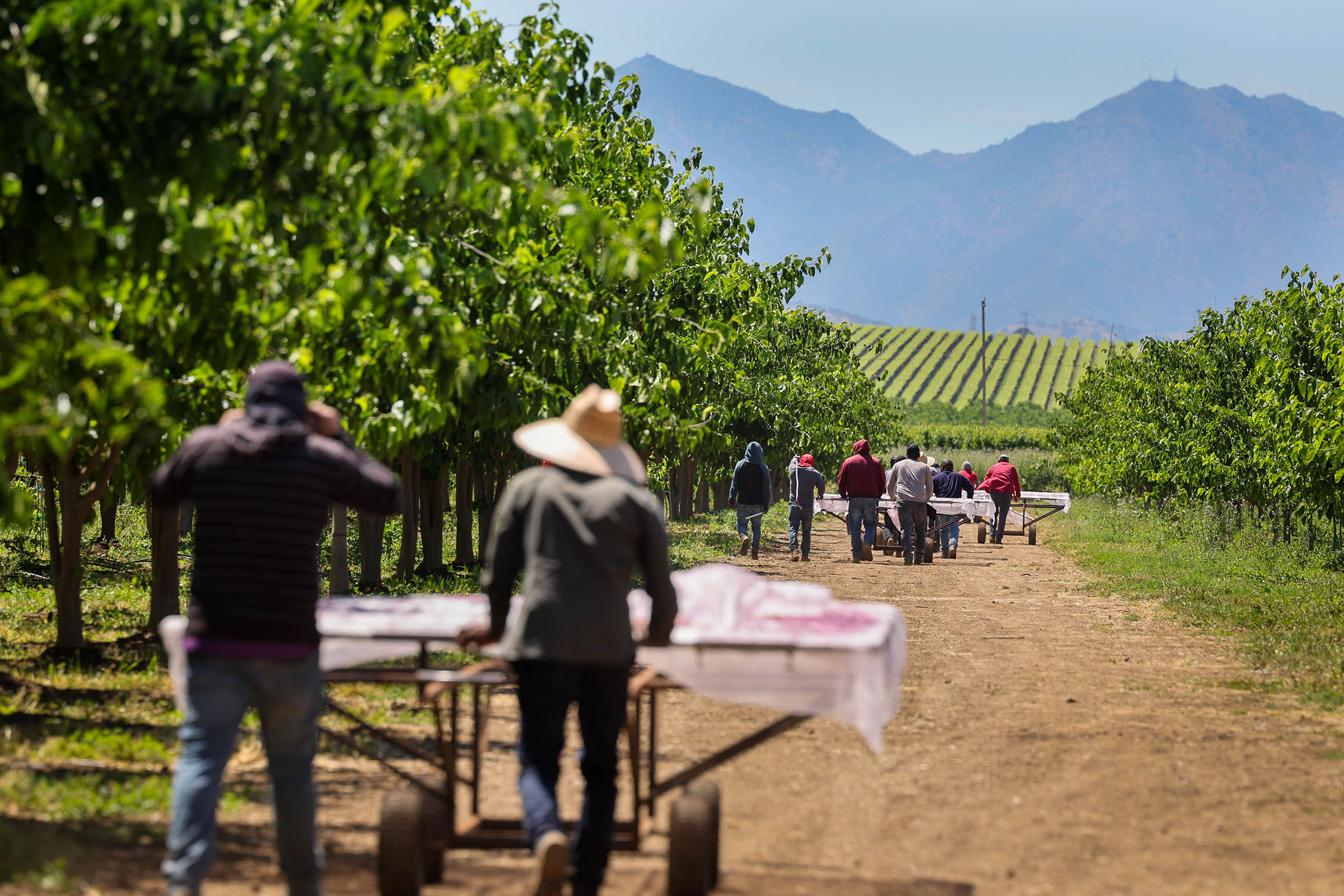 Farmworkers call it a day as they push empty carts with nets attached designated to shake mulberries trees as part of the harvest season at Habitera Farms in Brentwood, Calif., on Wednesday, May 17, 2023. (Ray Chavez/Bay Area News Group)