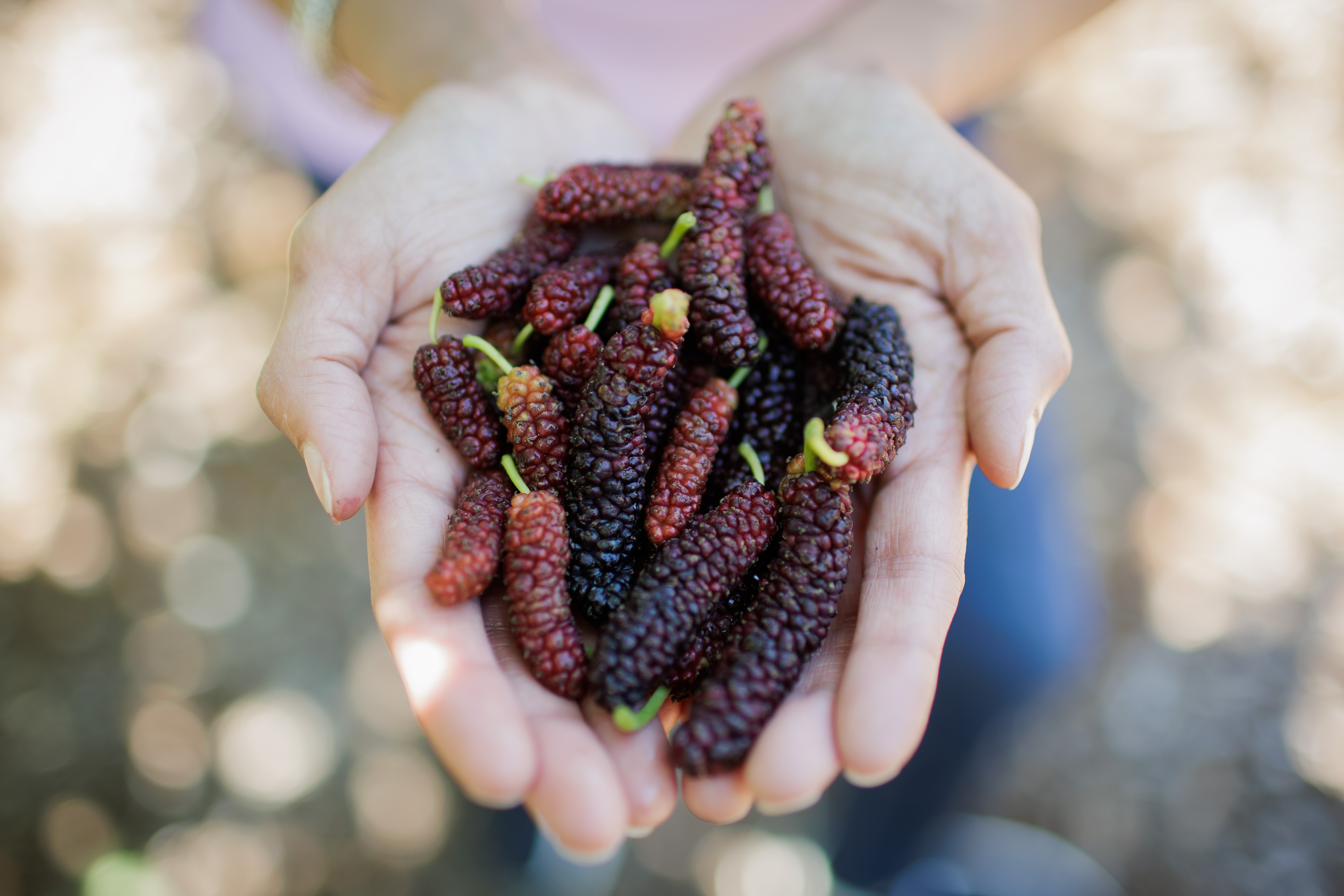 Ripe Himalayan purple mulberries in the hands of Habitera Farms co-founder Smita Sadana on May, 17, 2023. (Dai Sugano/Bay Area News Group)