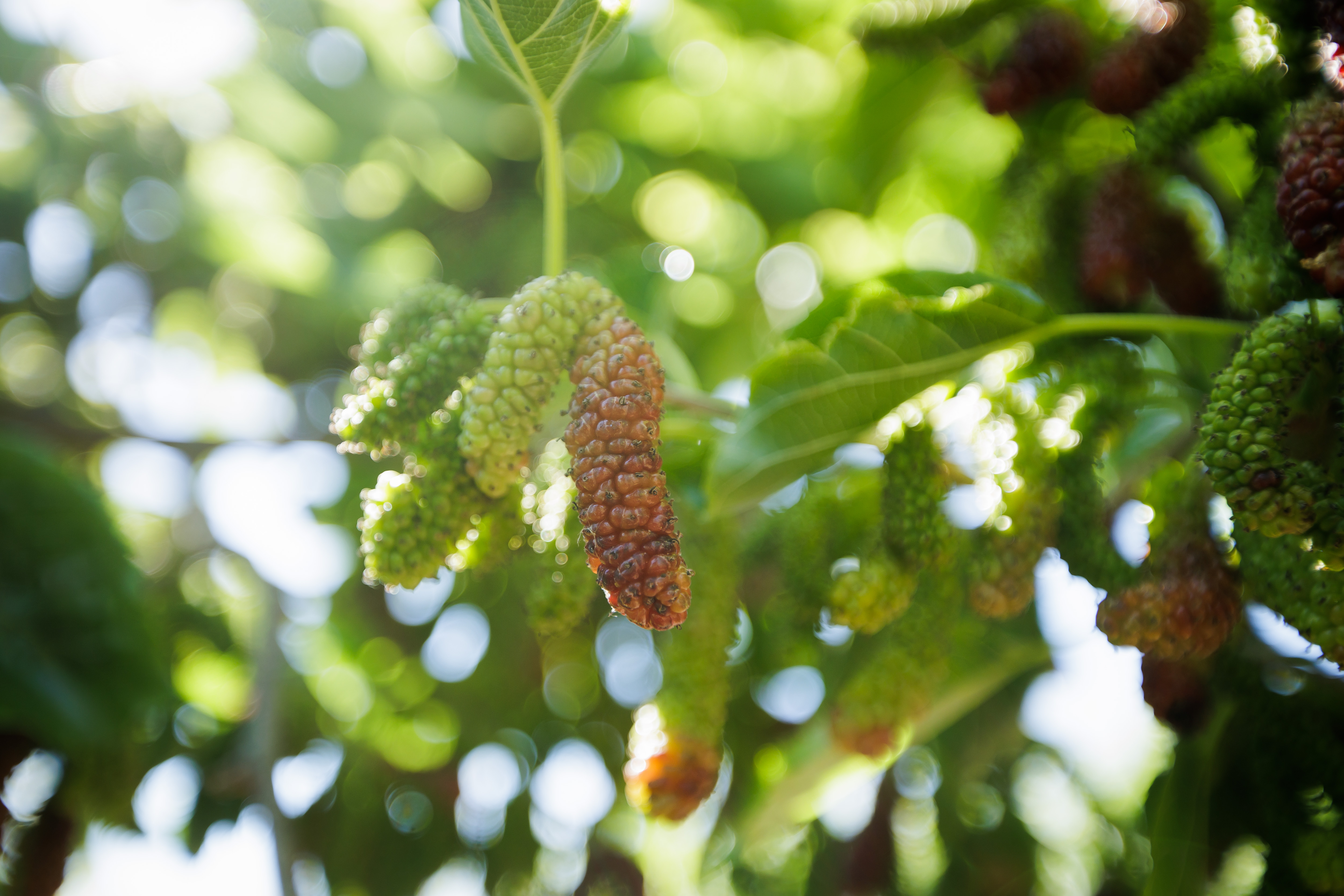 Different stages of mulberries maturations are seen on a branch in the backyard of Habitera Farms founder Anil Godhwani on May, 17, 2023, in Fremont, Calif. (Dai Sugano/Bay Area News Group)