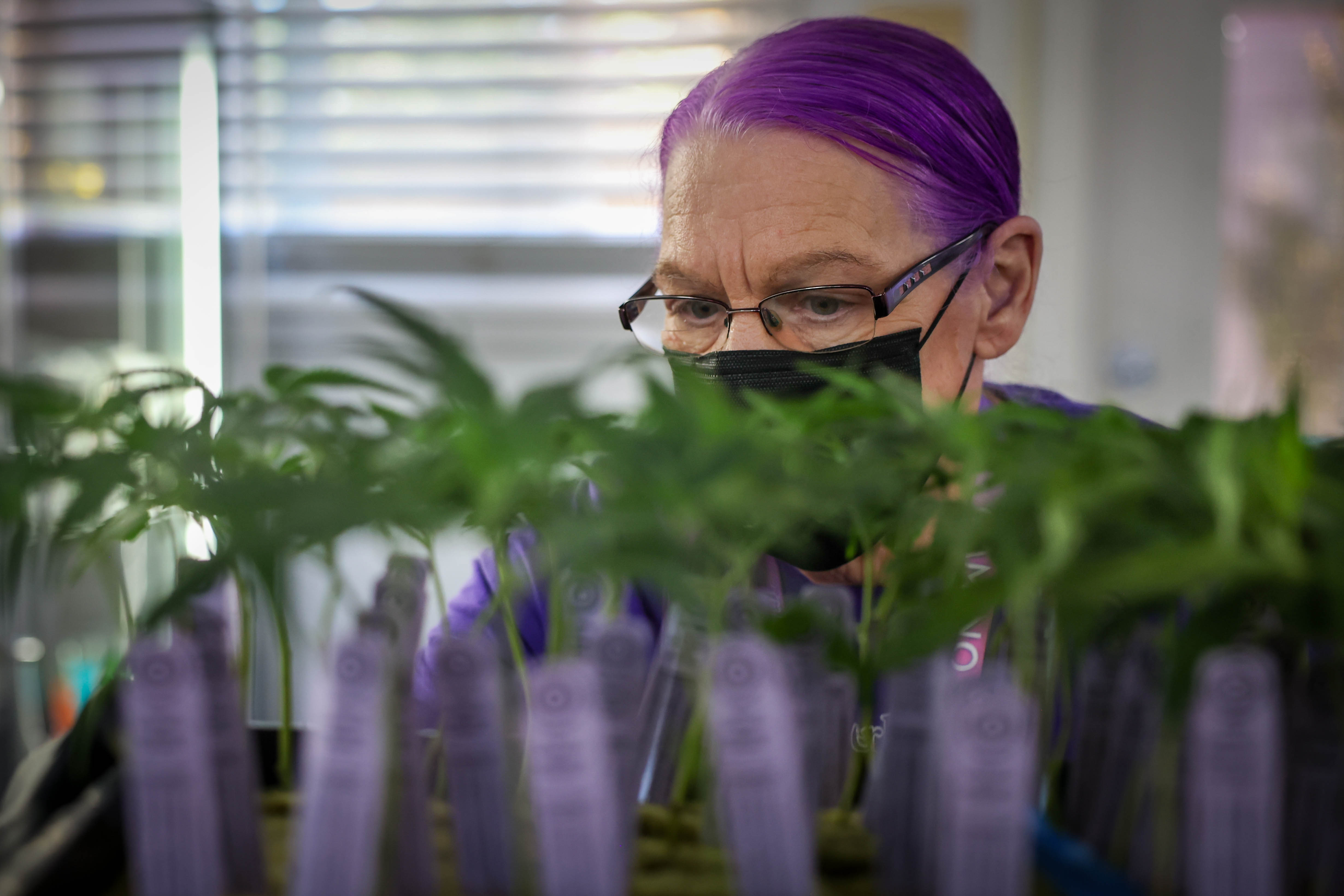 Cannabis dispensary employee Sue Gardea shows a tray with baby marijuana plants for customer Sophia Seymens, of Berkeley at the Berkeley Patients Group in Berkeley, Calif., on Tuesday, May 24, 2023