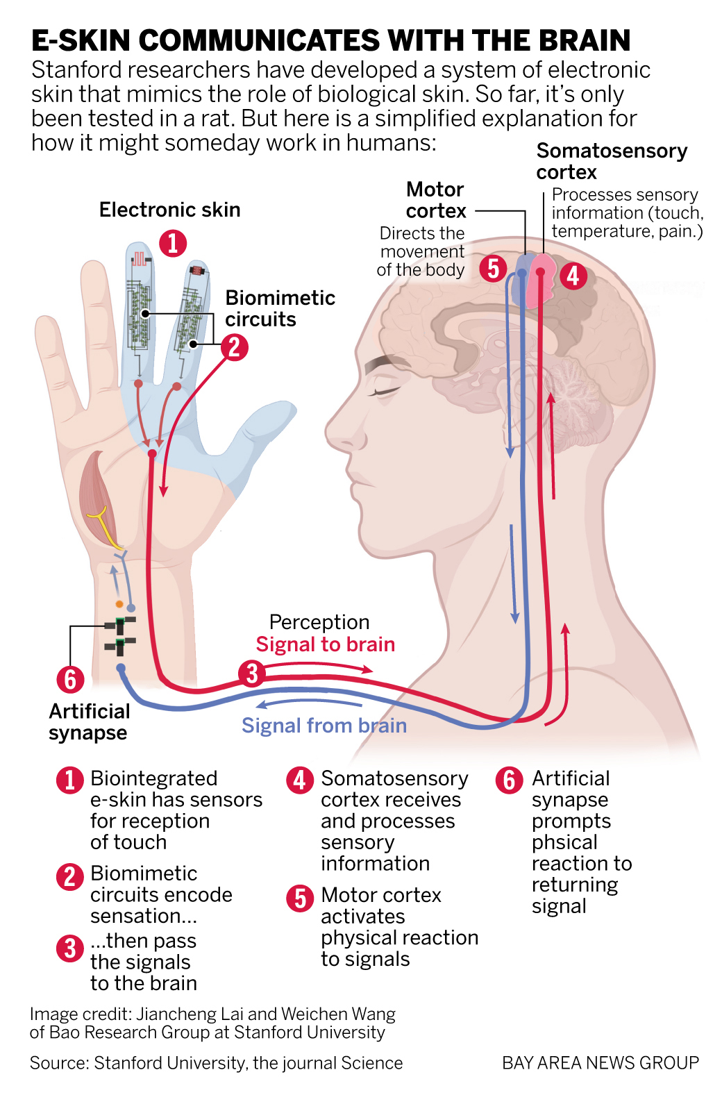 This graphic gives a simple overview of how electronic skin imitates biological skin and might someday work in humans.