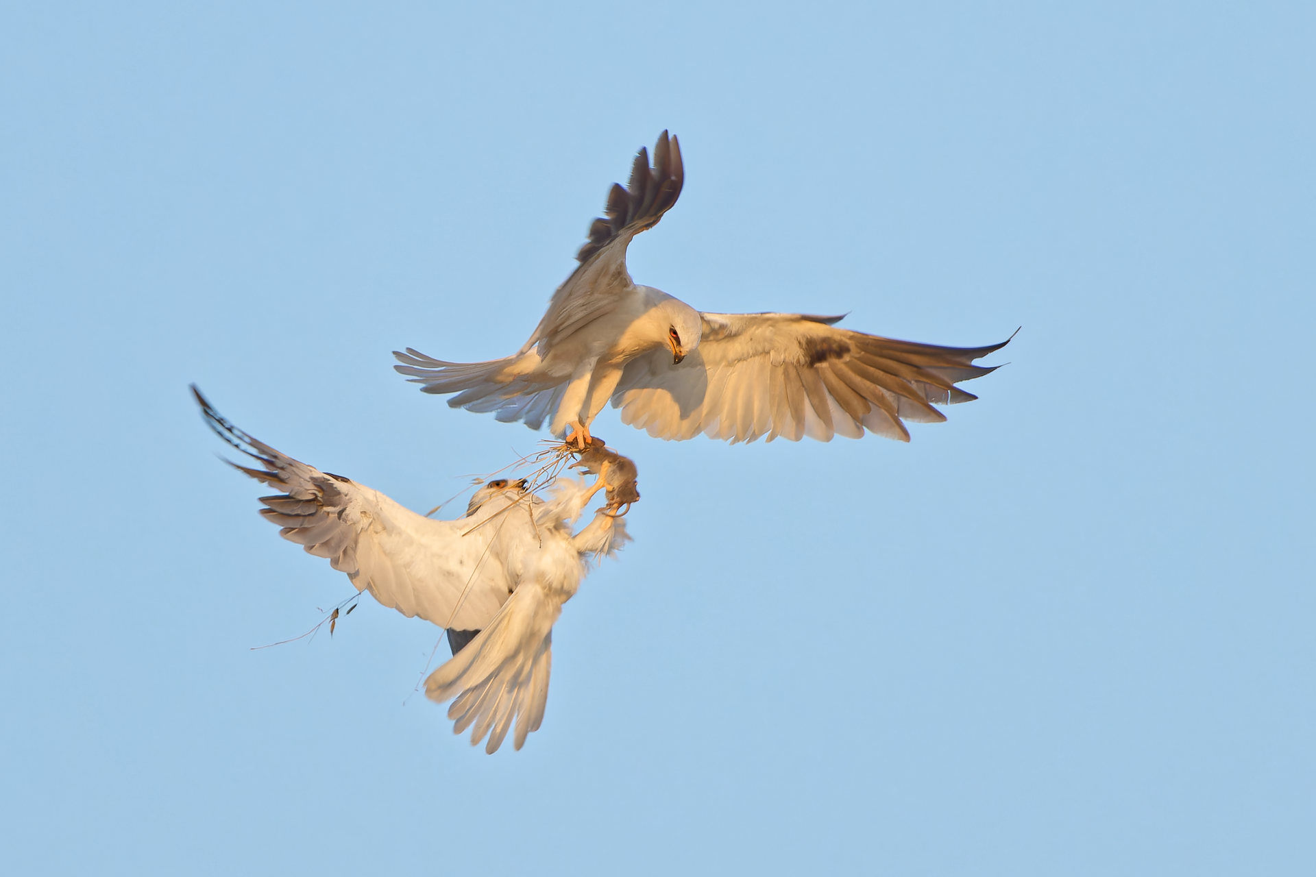 Two white-tailed kites perform a food exchange in Ed R. Levin County Park in San Jose. Parham Pourahmad, a 14 year old from Los Gatos who won in 2024's Audubon Photography Awards, captured the image in his ongoing project of documenting the raptors in the public park. (Parham Pourahmad)
