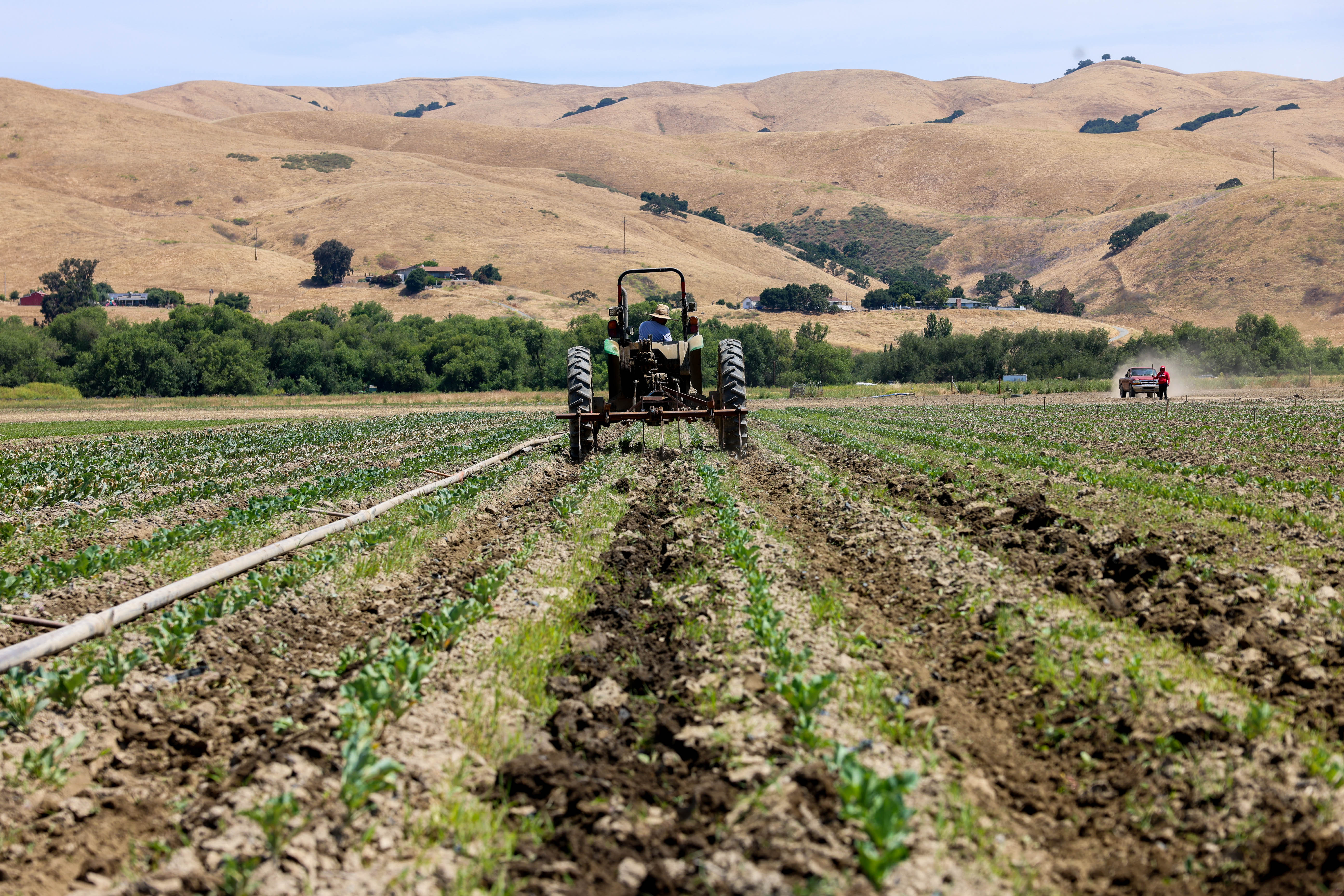 Julio Cesar Catalan operates a tractor on a 55-acre land leased for her mother Maria Catalan, founder of the organic Catalan Family Farms in Hollister, Calif., on Tuesday, June 19, 2024. (Ray Chavez/Bay Area News Group)
