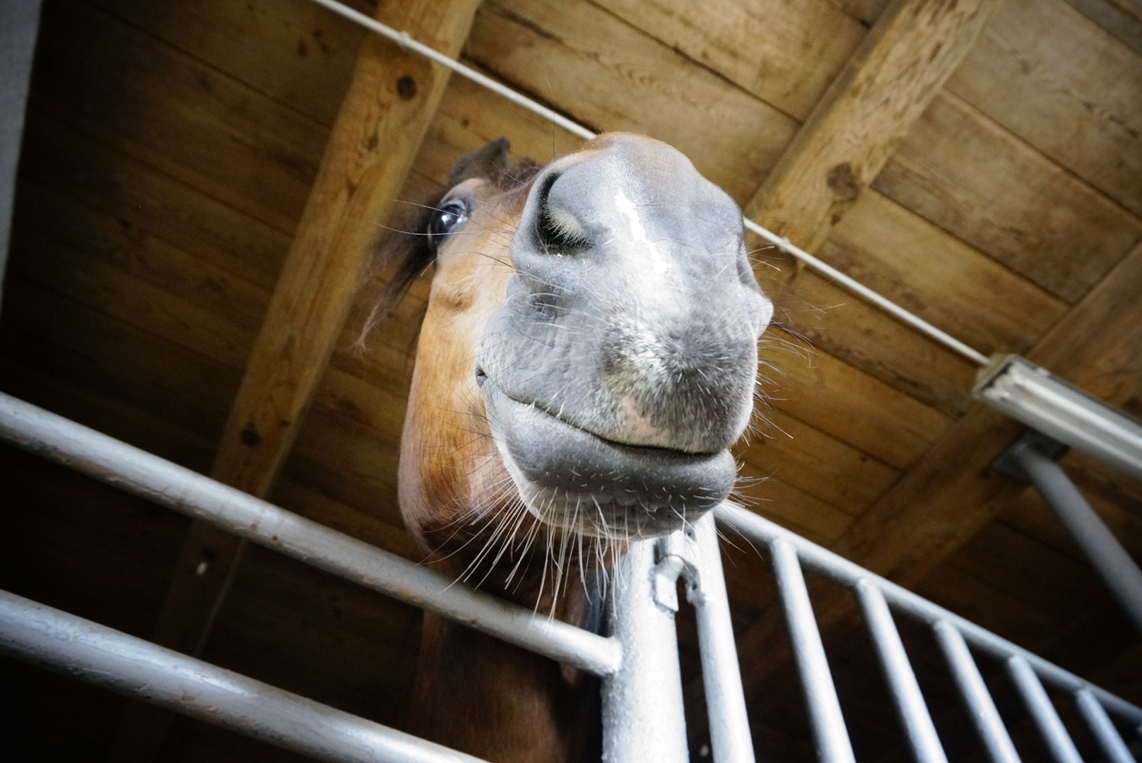 Das Gluck Der Erde Liegt Auf Dem Rucken Der Pferde Und Naturlich In Miesenbach Bei Den Ortlichen Reitsportvereinen Miesenbach