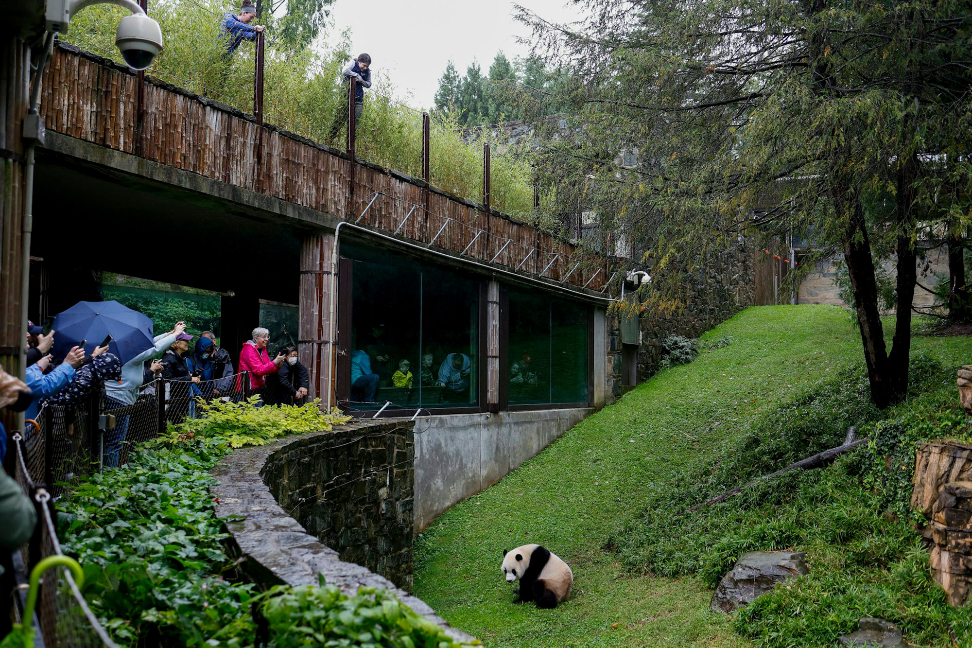 Opinion | Pandas and Politics: From World War II to the Cold War, Zoos Have Always Been Ideological