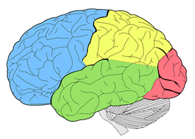 Les Maladies Neurologiques Les Maladies Du Cerveau Chez L Enfant Monpediatre Net