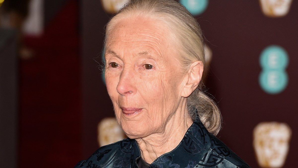 Hugo Eric Louis Van Lawick Aka Grub Who Is Jane Goodall S Son