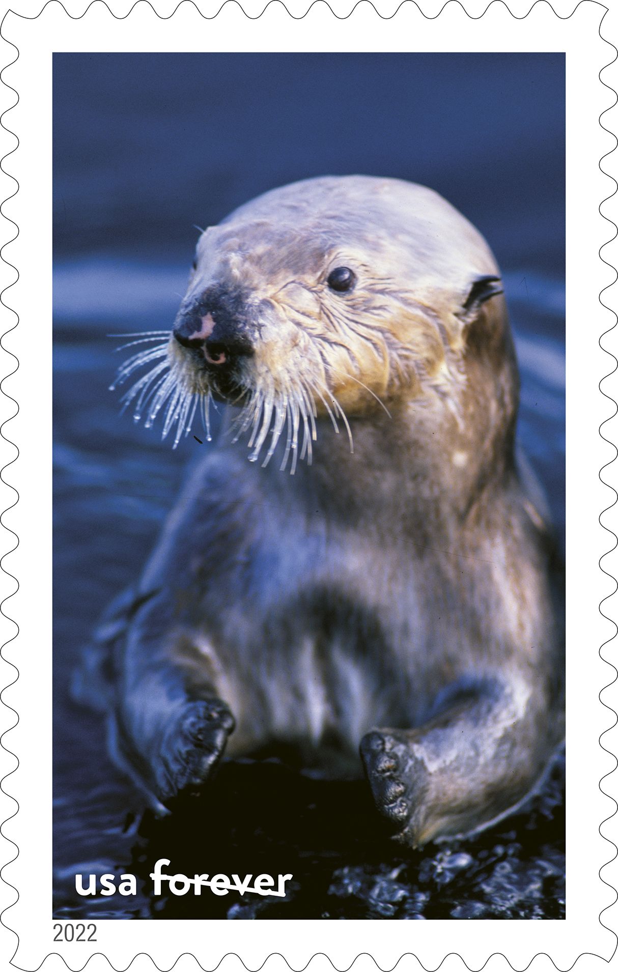 A sea otter stamp representing Monterey Bay National Marine Sanctuary will be released Friday. (Courtesy USPS)