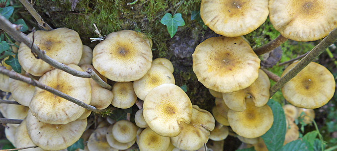 Boot Laced Bad Guys The Honey Fungus The Mushroom Diary Uk Wild Mushroom Hunting Blog