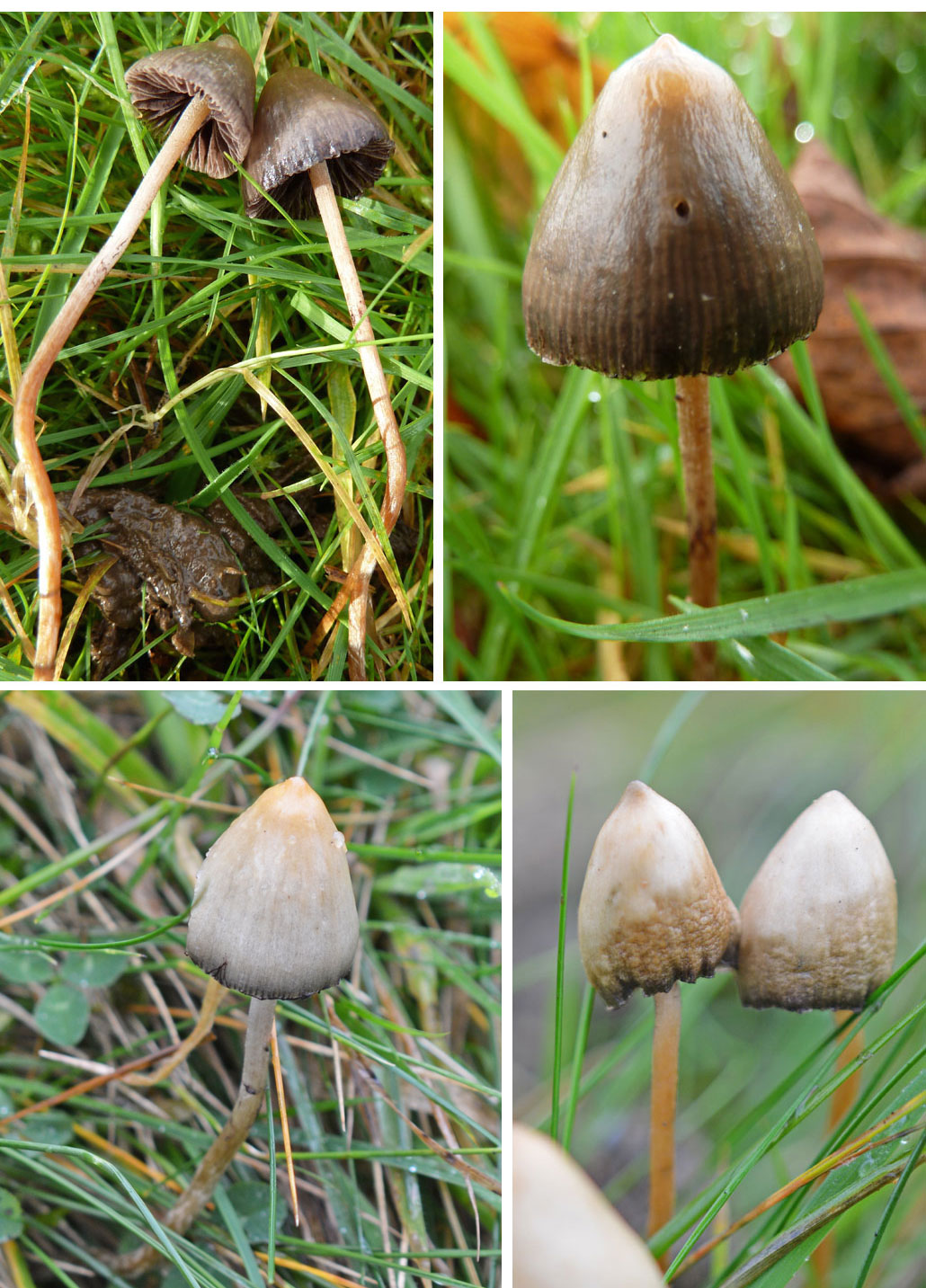 The Notorious Magic Mushroom The Mushroom Diary Uk Wild Mushroom Hunting Blog
