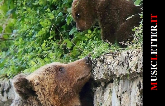 Amarena e un suo cucciolo (ph. Marino Baroncini)