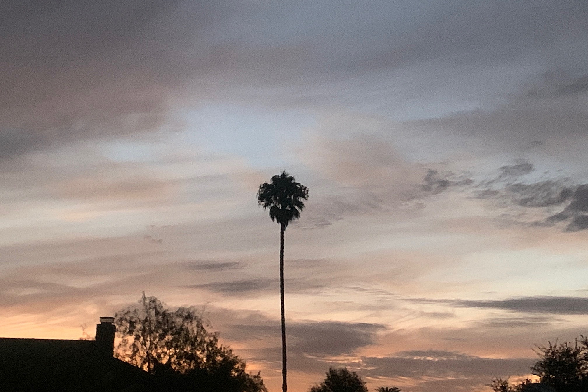 Lone Palm