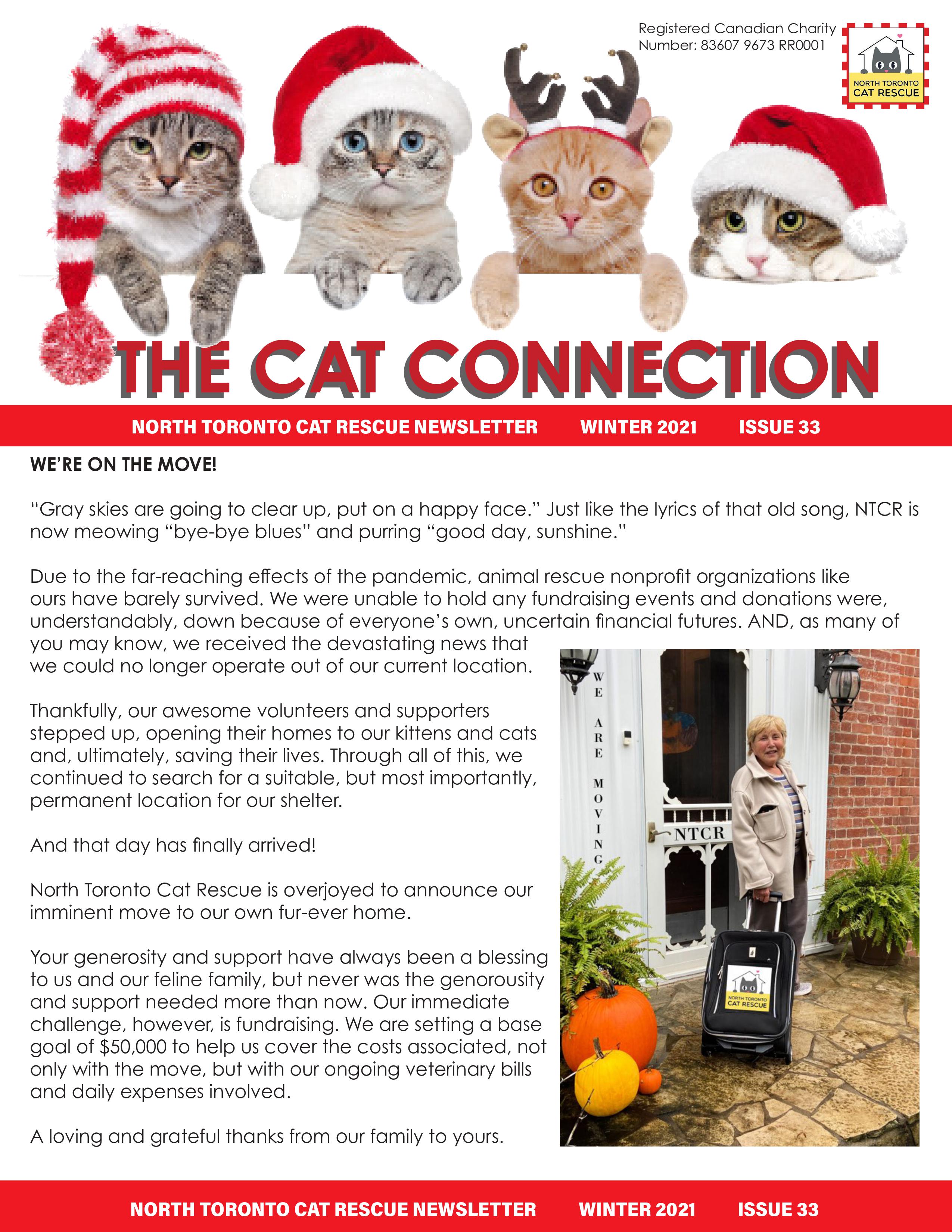 North Toronto Cat Rescue York Region And Gta Cat Adoptions