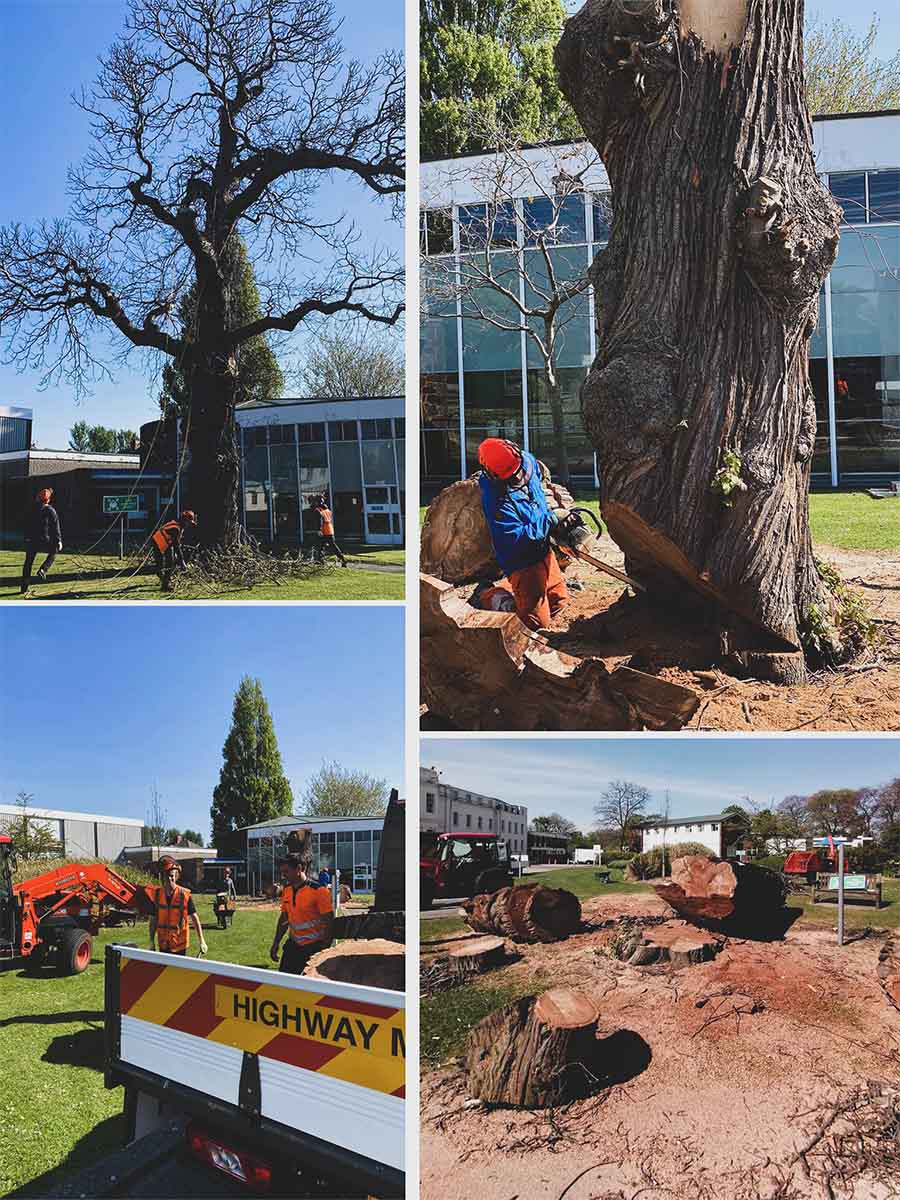 Liverpool Tree Surgeons North West Landscapes Ltd